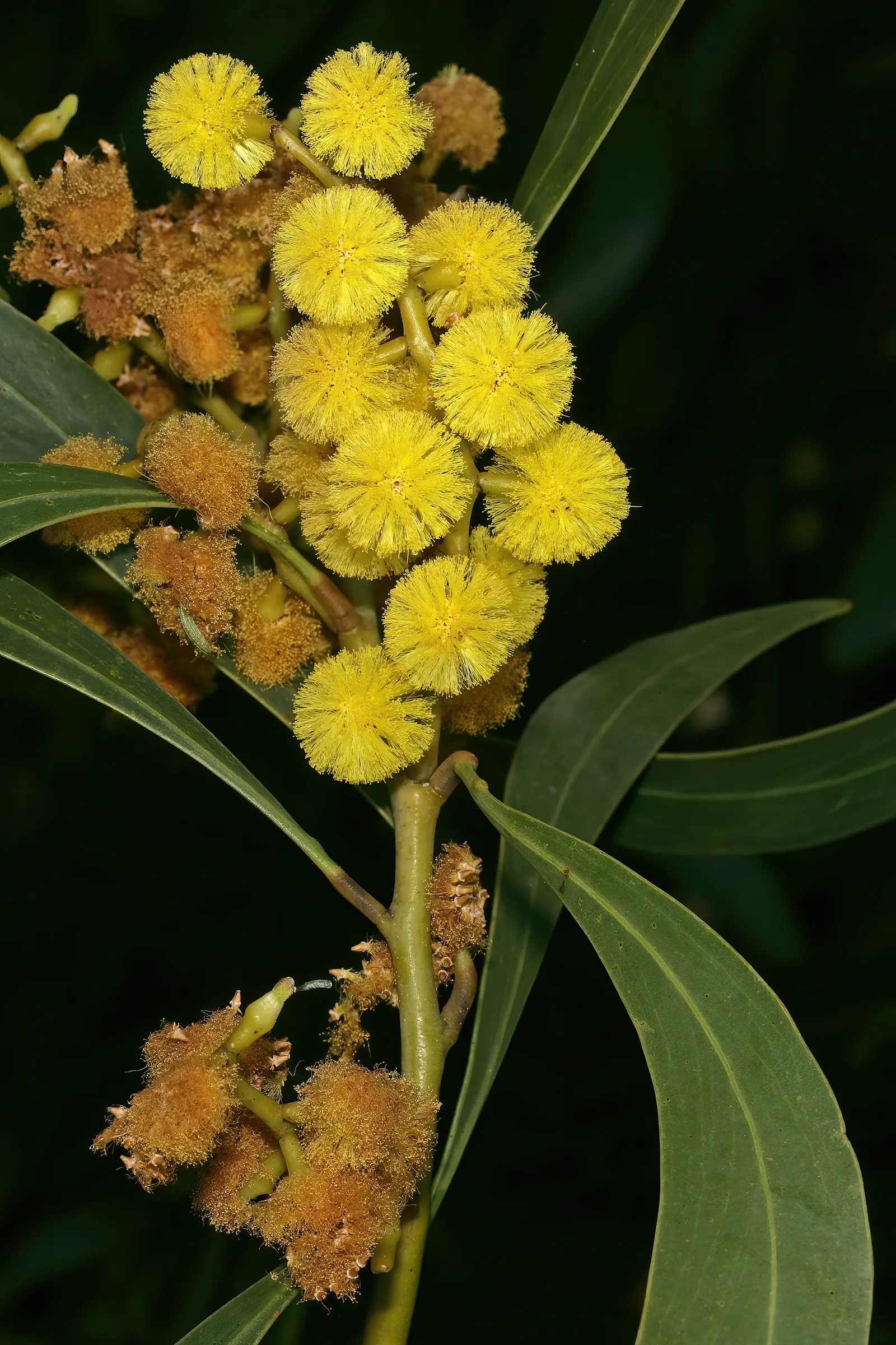 Golden Wattle (Acacia Longifolia) — Prefers well-drained soil