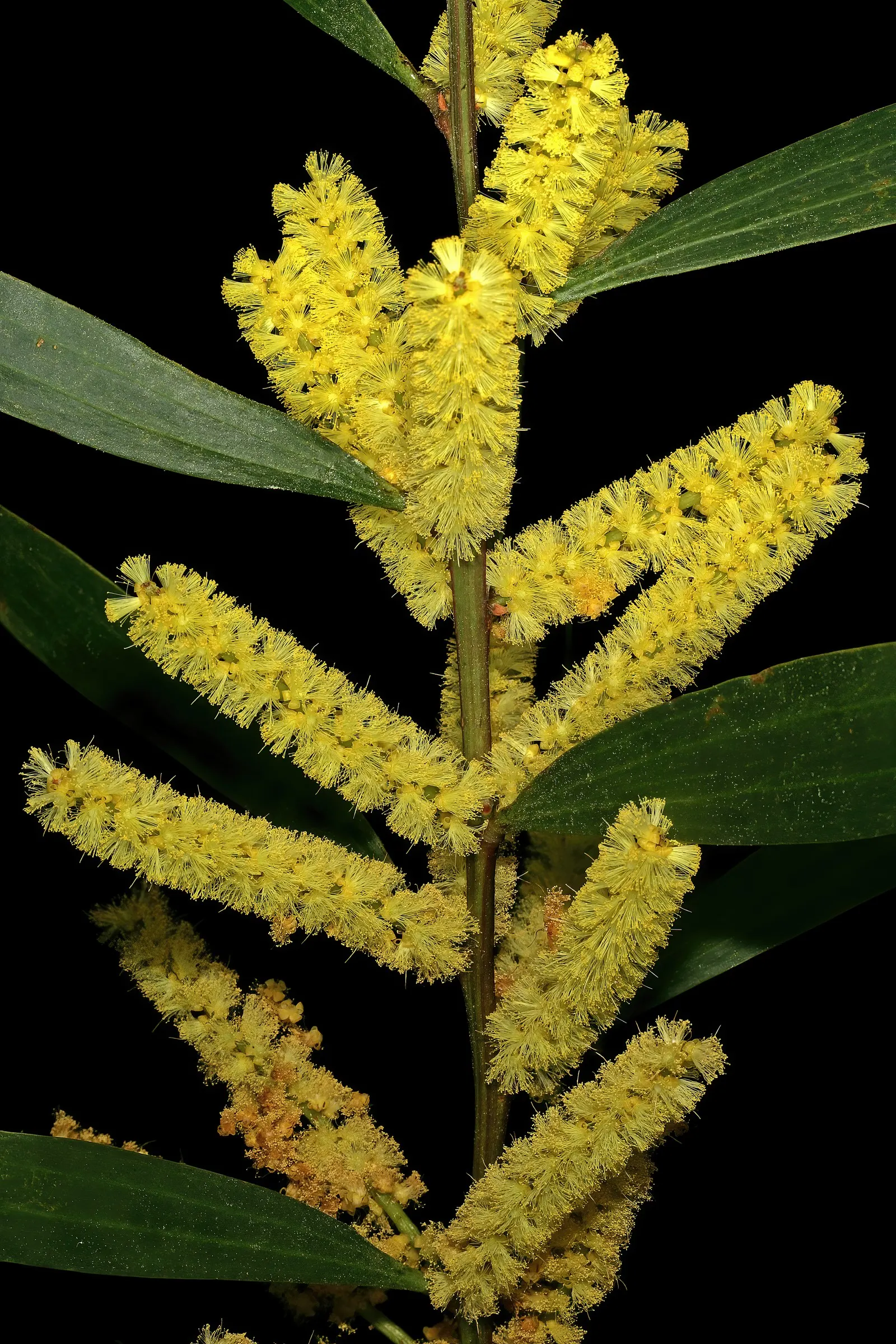 Golden Wattle (Acacia Longifolia) — making it an excellent choice for water-wise landscapes or xeriscaping; golden Wattle (Acacia longifolia) is an, image 86