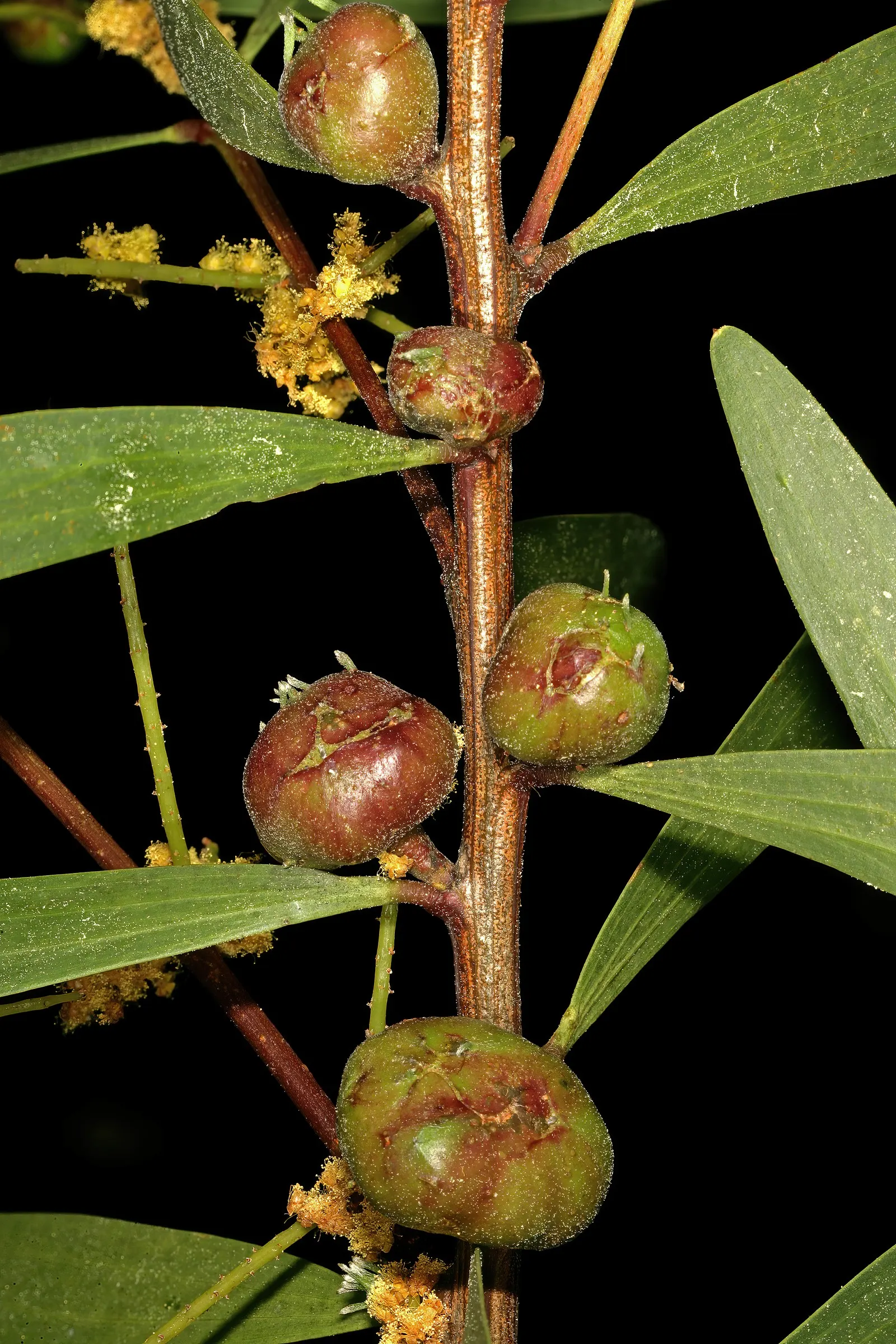 Golden Wattle (Acacia Longifolia) — Drought tolerant once established; the Golden Wattle requires minimal water, image 75