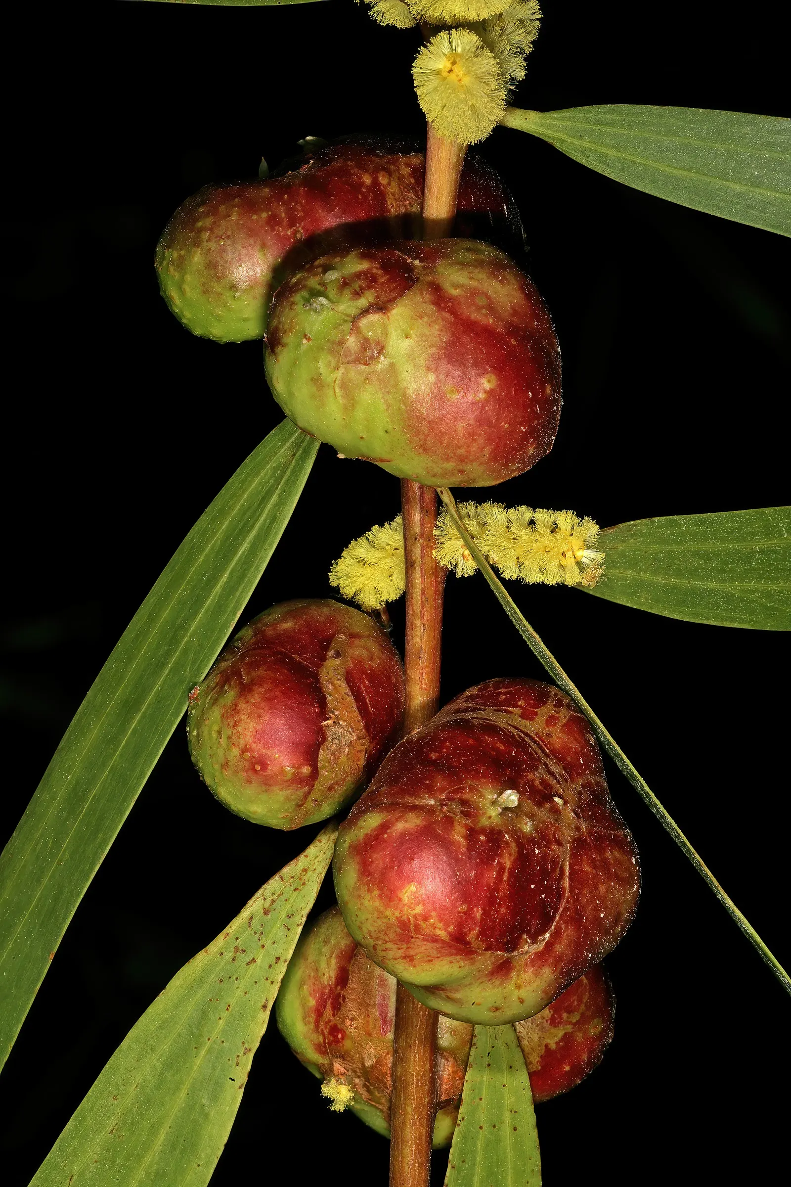 Golden Wattle (Acacia Longifolia) — and it thrives in USDA hardiness zones 9 through 11.<br><br>For gardeners or designers; each ball-shaped, image 88