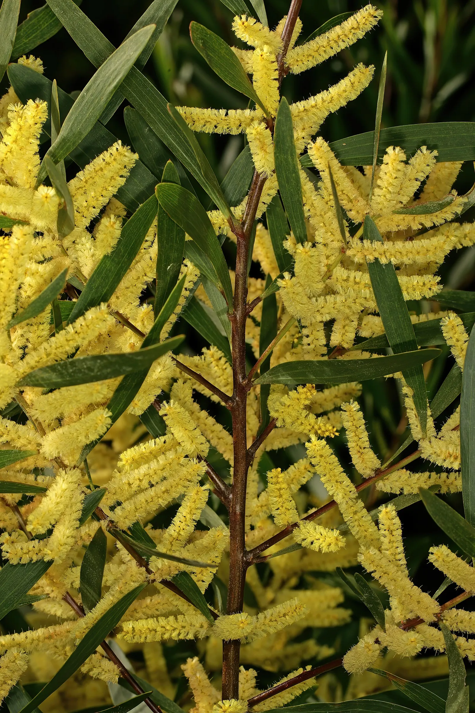 Golden Wattle (Acacia Longifolia) — Each ball-shaped inflorescence boasts numerous petite flowers; it is relatively fast-growing and is known for its long