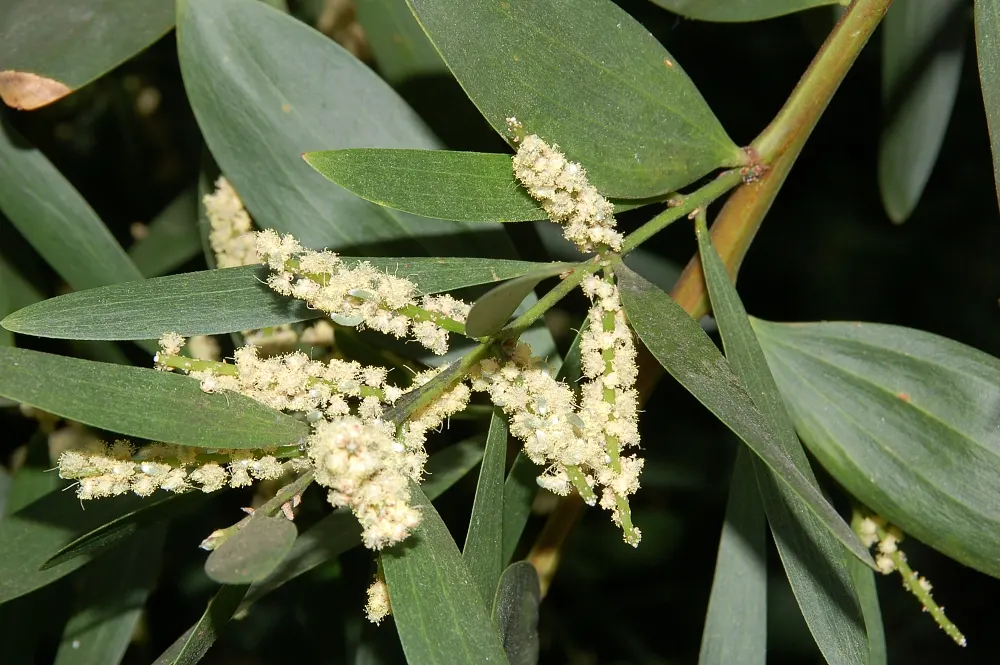 Golden Wattle (Acacia Longifolia) — shrub with yellow blooms; the phyllodes are a soft green, image 91