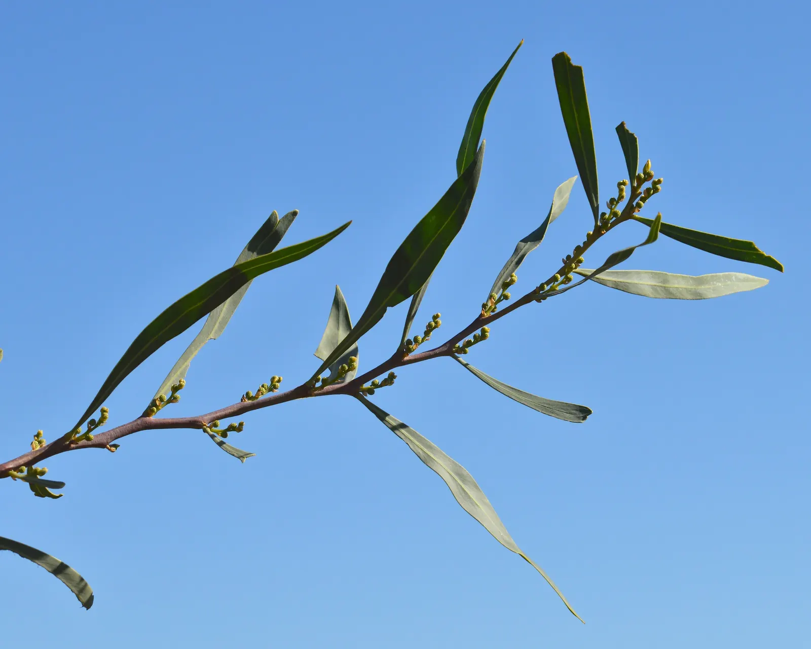 Golden Wattle (Acacia Longifolia) — making it an excellent choice for water-wise landscapes or xeriscaping; golden Wattle (Acacia longifolia) is an evergreen