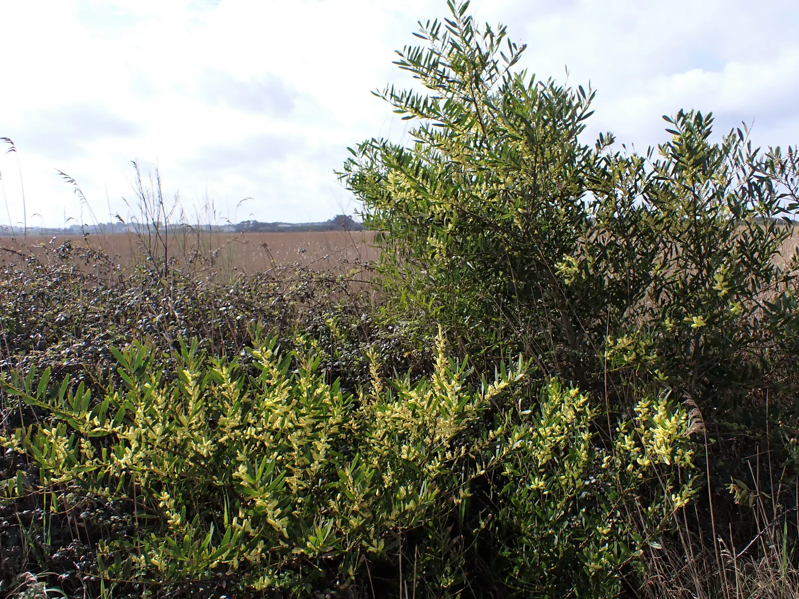 Golden Wattle (Acacia Longifolia) — the Golden Wattle requires minimal water; making it an excellent choice for water-wise landscapes or xeriscaping