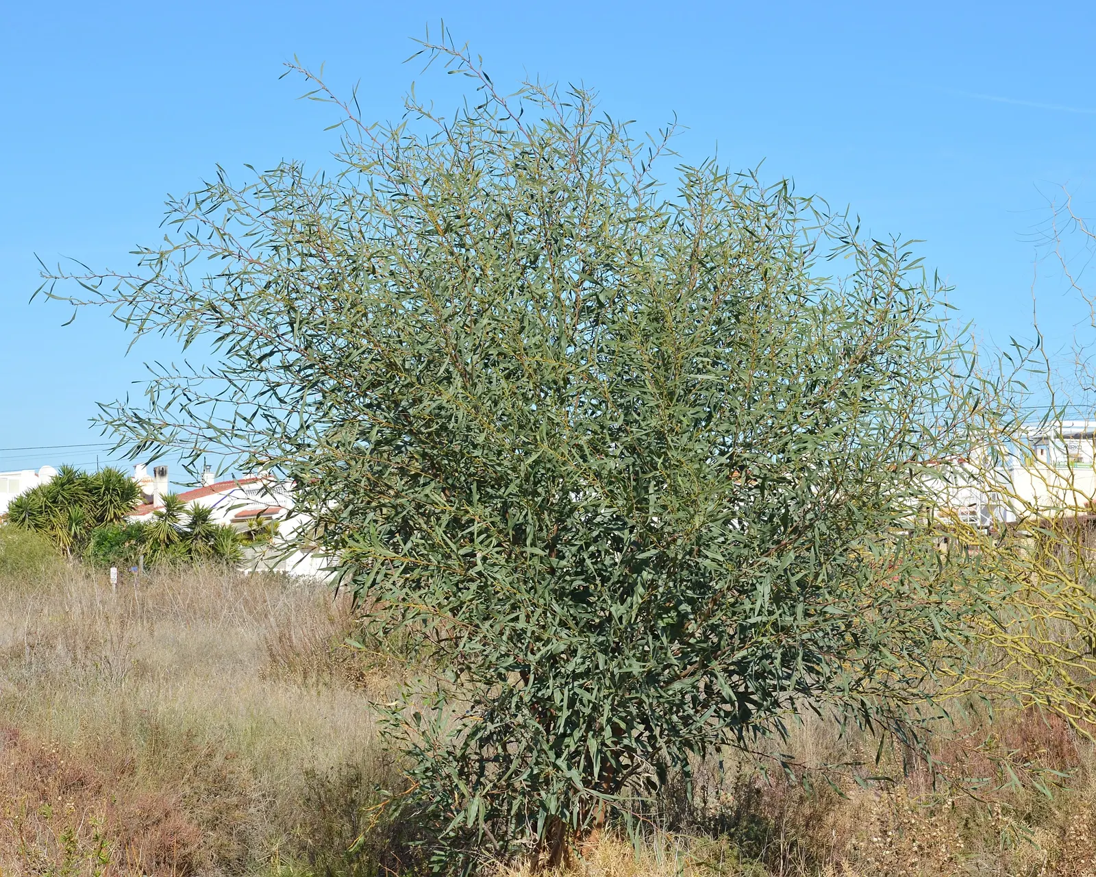 Golden Wattle (Acacia Longifolia) — it provides excellent erosion control and is a low-maintenance choice for expansive landscapes; shrub for full or half