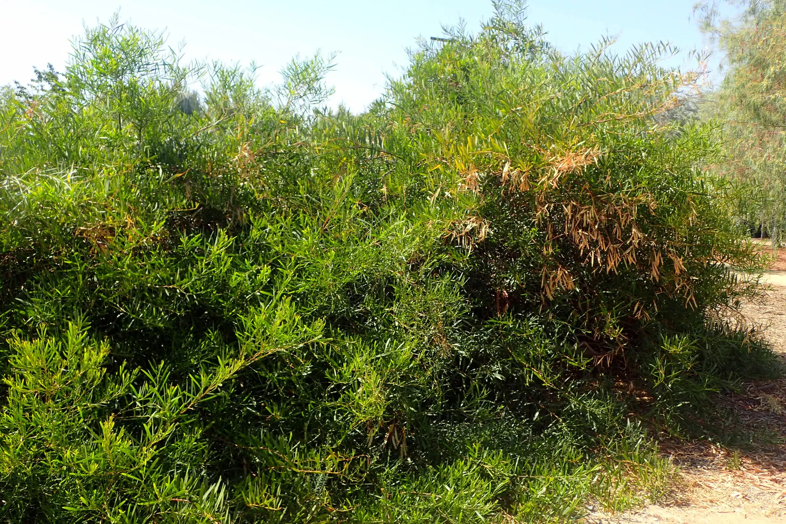 Golden Wattle (Acacia Longifolia) — Prefers well-drained soil; the Golden Wattle requires a sunny location with well-draining soil