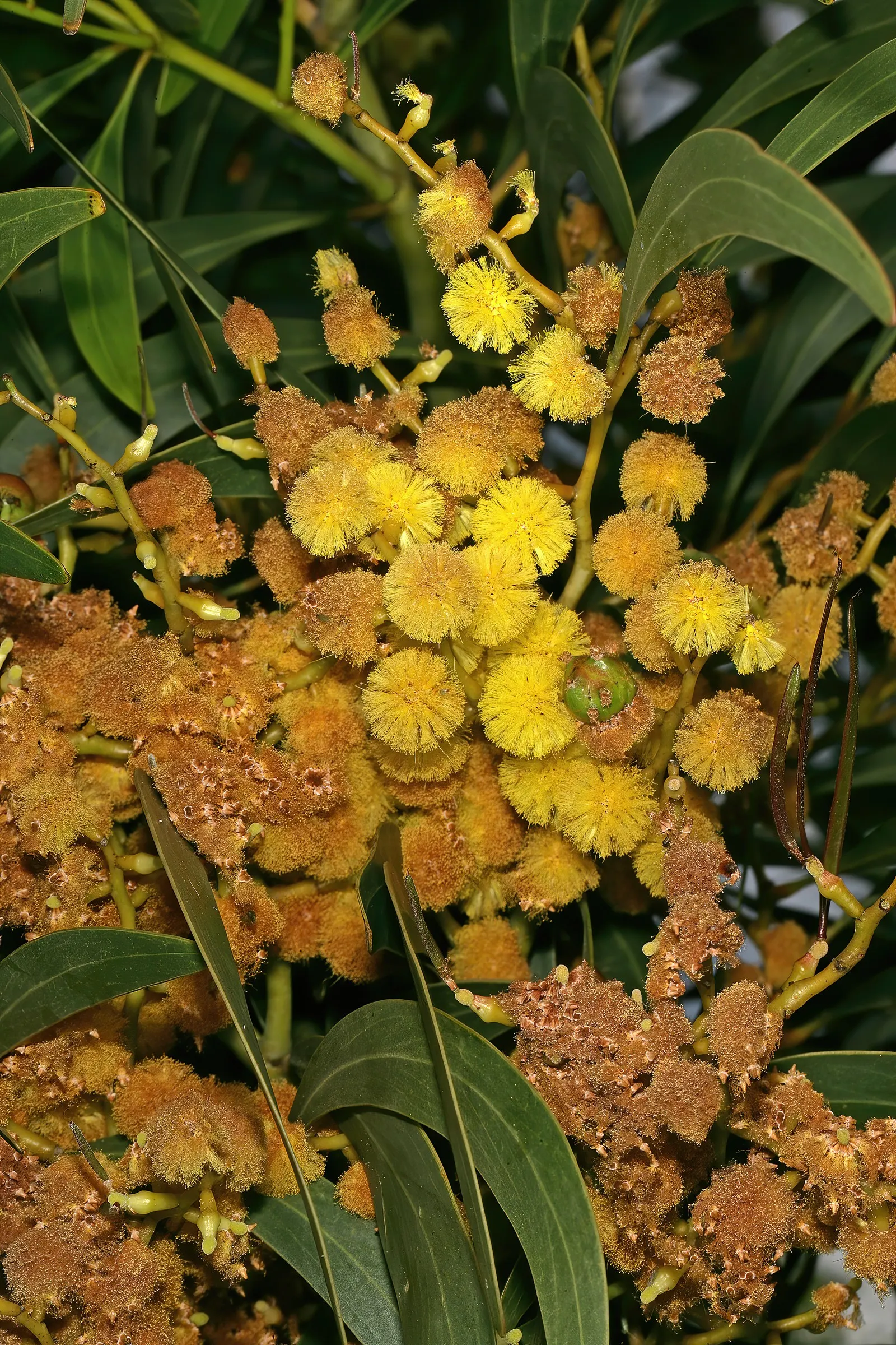 Golden Wattle (Acacia Longifolia) — It can tolerate a variety of soil types as long as they are free-draining; indigenous to southeastern Australia, image 110