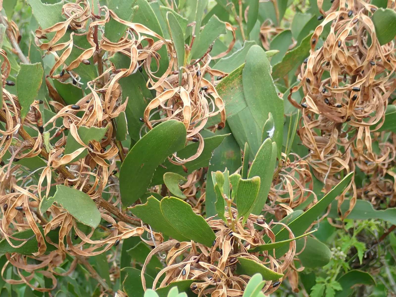 Golden Wattle (Acacia Longifolia) — shrub for full or half; clients will appreciate its year-round interest and its contribution to a biodiverse, image 92