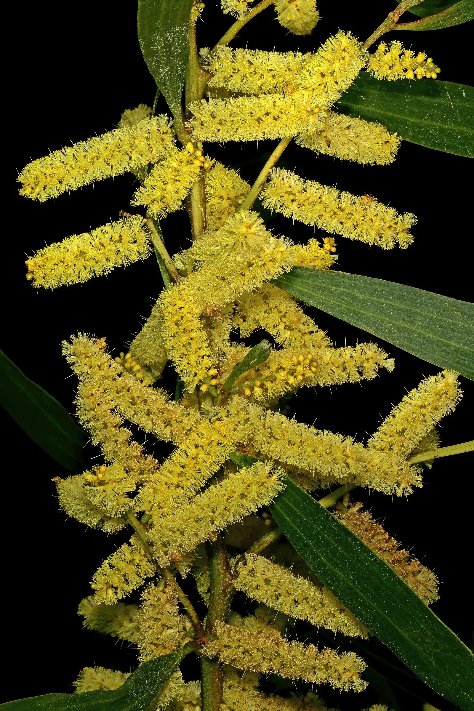 Golden Wattle (Acacia Longifolia) — the Golden Wattle requires a sunny location with well-draining soil; providing vibrant color when many other plants are