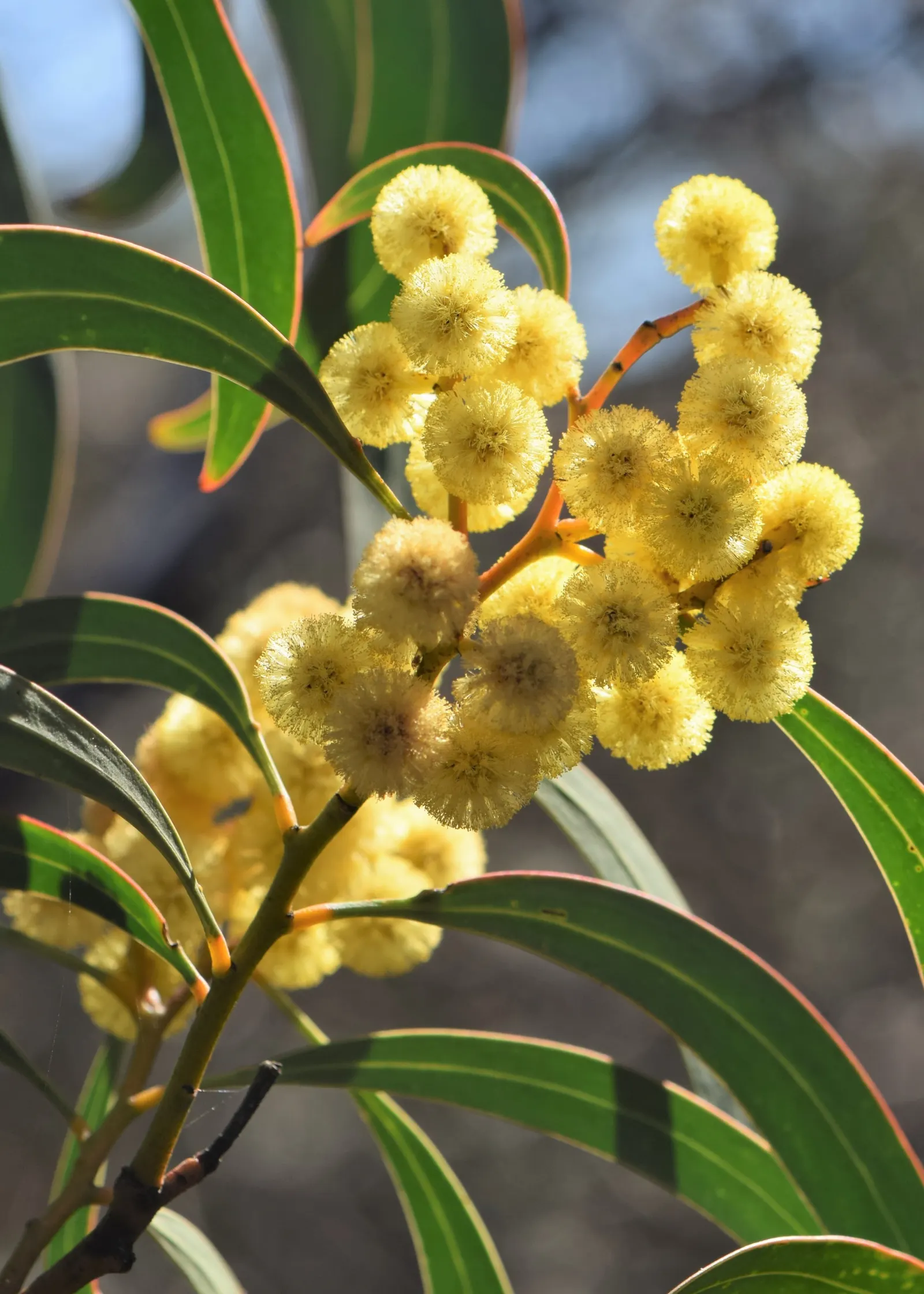 Golden Wattle (Acacia Longifolia) — it provides excellent erosion control and is a low-maintenance choice for expansive landscapes; shrub for full, image 122