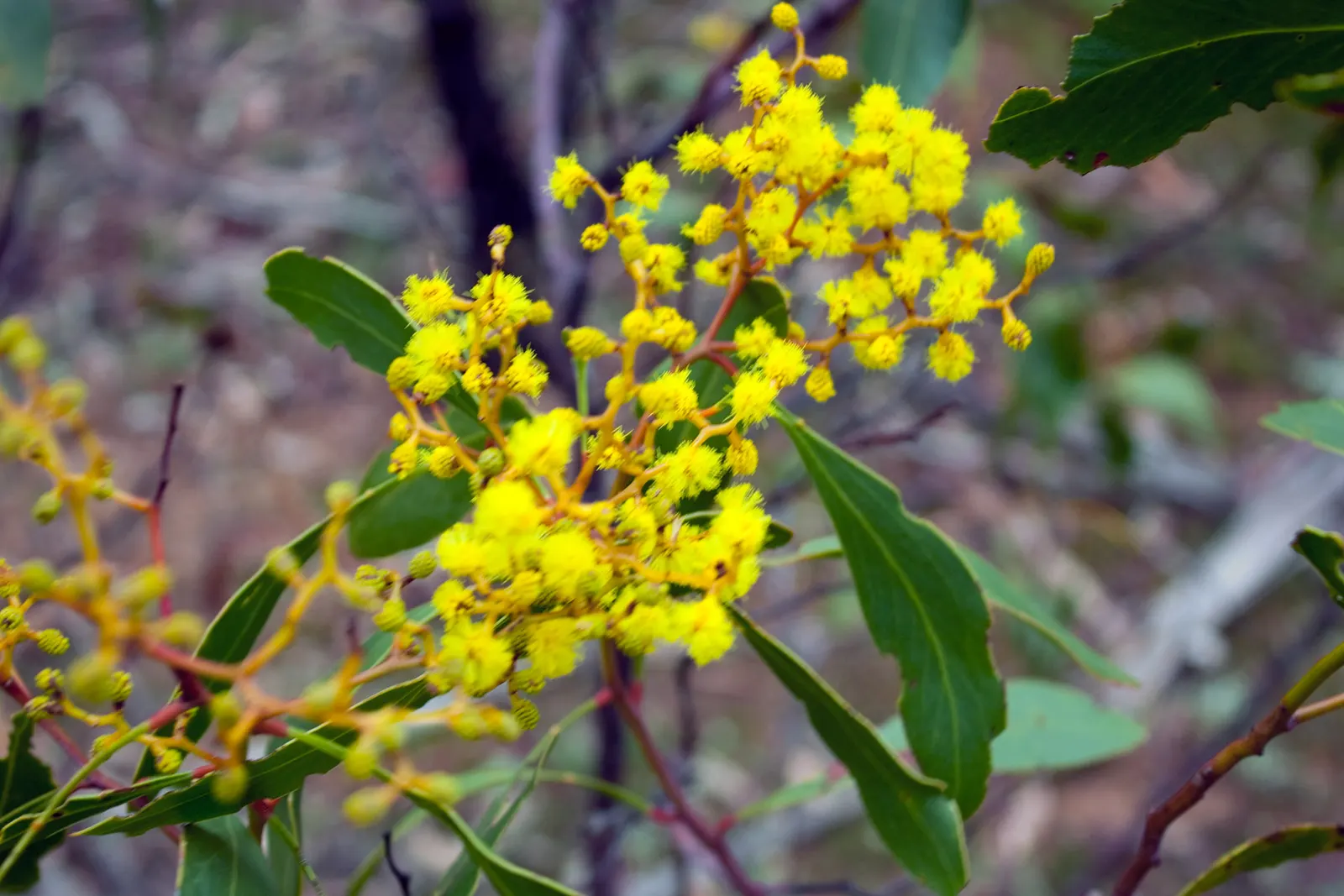 Golden Wattle (Acacia Longifolia) — Clients will appreciate its year-round interest and its contribution to a biodiverse garden ecosystem; shrub, image 112