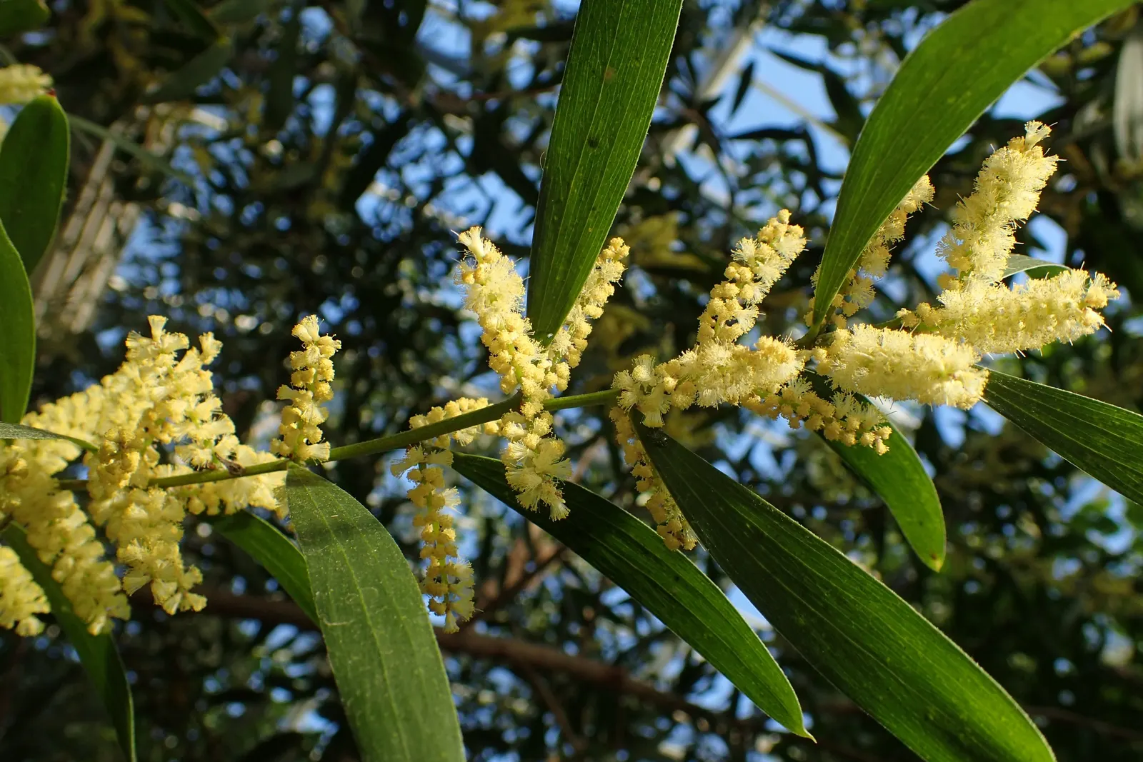 Golden Wattle (Acacia Longifolia) — This vigorous plant can reach up to 20-30 feet tall and almost as wide; slender phyllodes (leaf-like structures) that