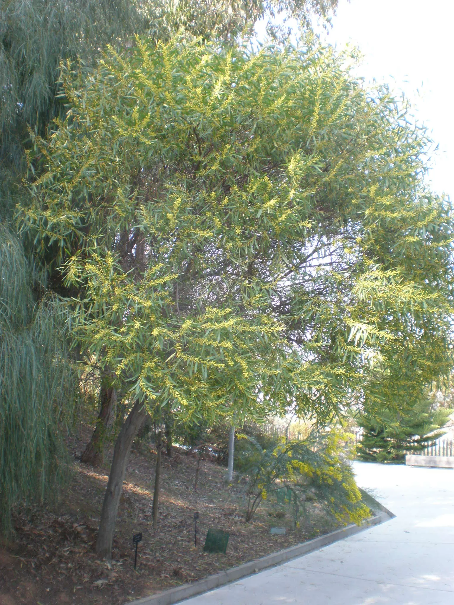 Golden Wattle (Acacia Longifolia) — It boasts fragrant, bright yellow, puffball-like flowers in spring; it can tolerate a variety of soil types as long as they