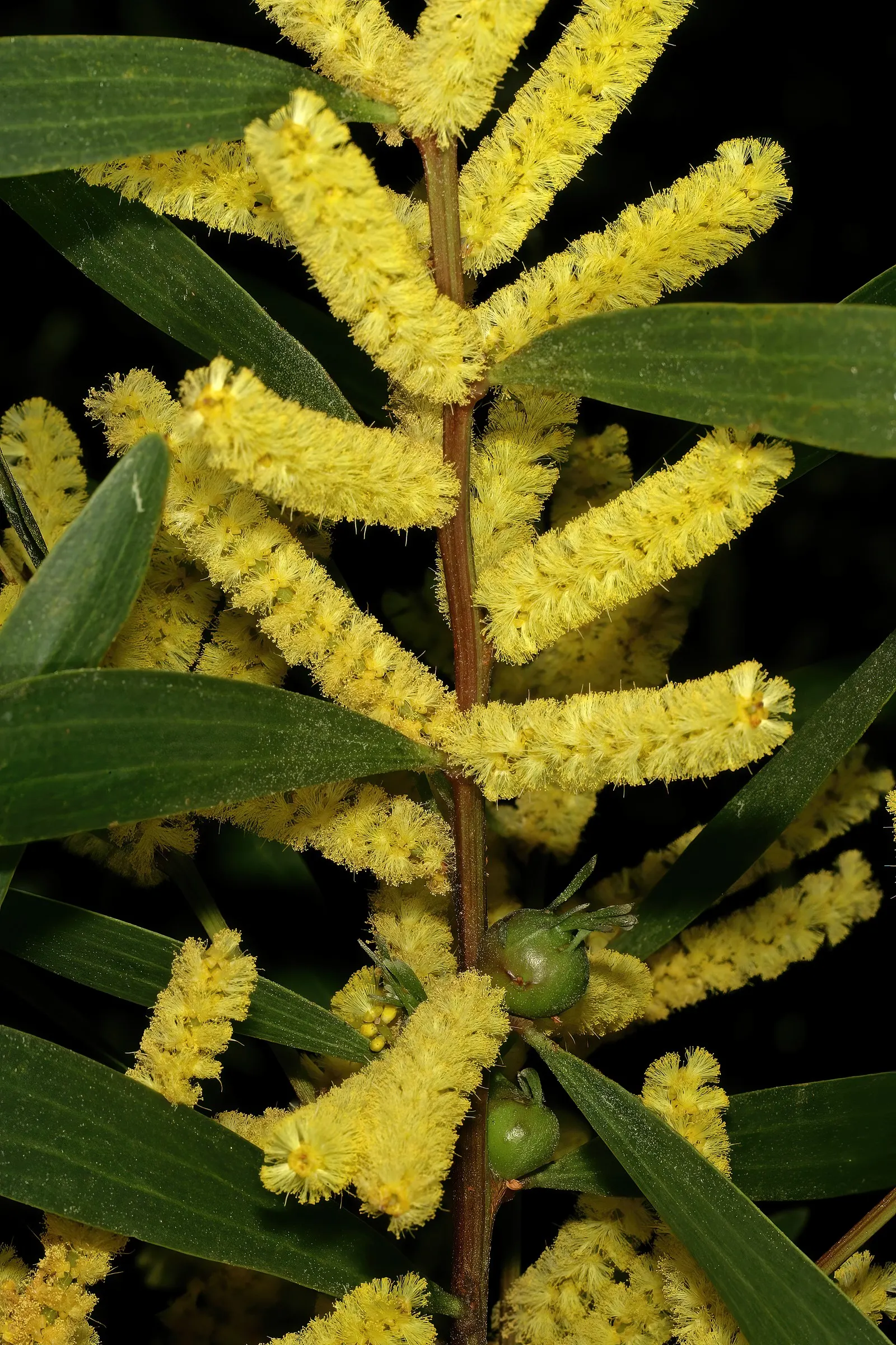 Golden Wattle (Acacia Longifolia) — The phyllodes are a soft green; and it thrives in USDA hardiness zones 9 through 11.<br><br>For gardeners or, image 59