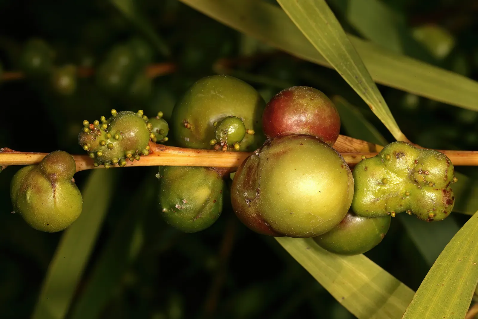 Golden Wattle (Acacia Longifolia) — shrub for full or half