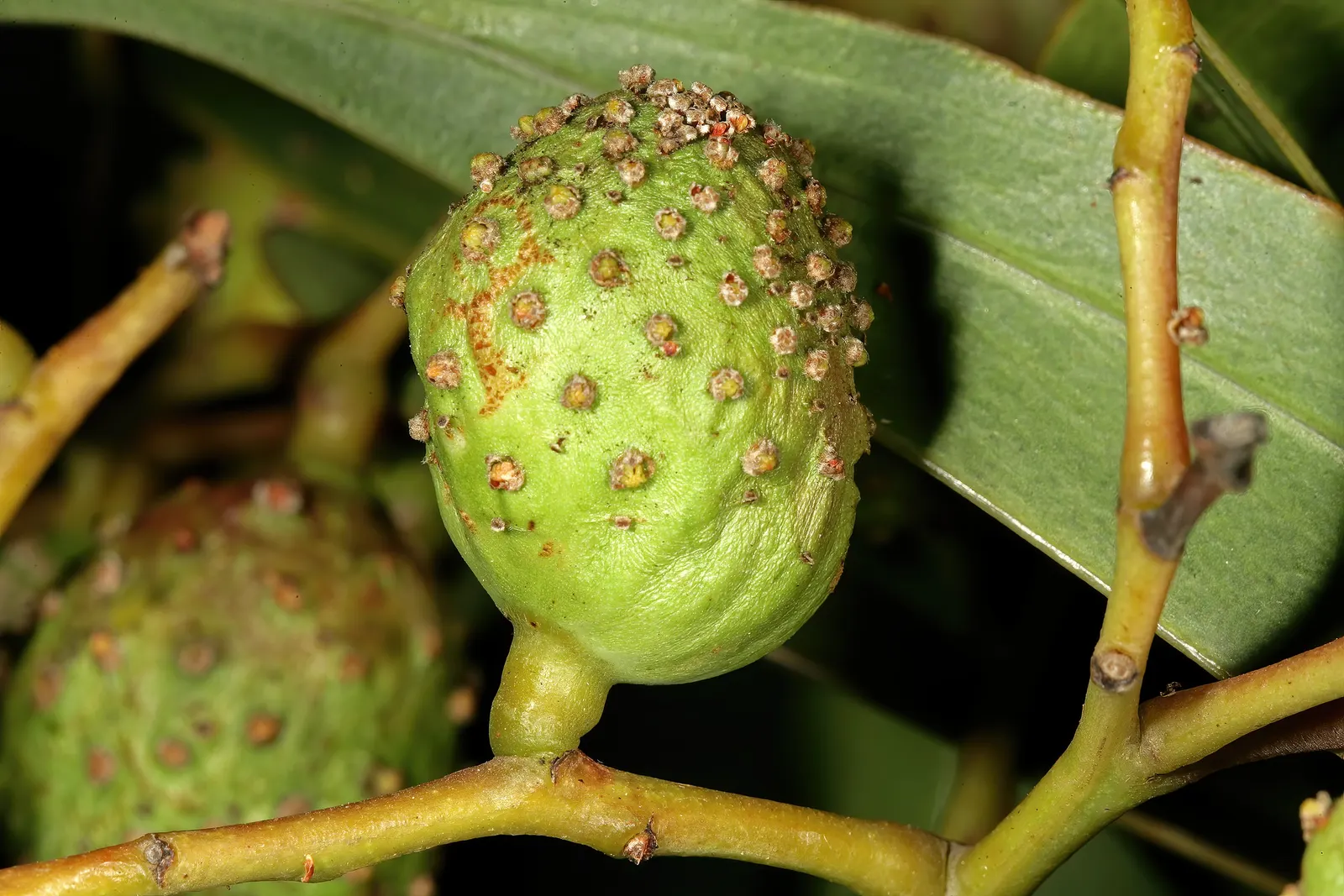 Golden Wattle (Acacia Longifolia) — Golden Wattle (Acacia longifolia) is an evergreen shrub, ideal for warm, sunny spots