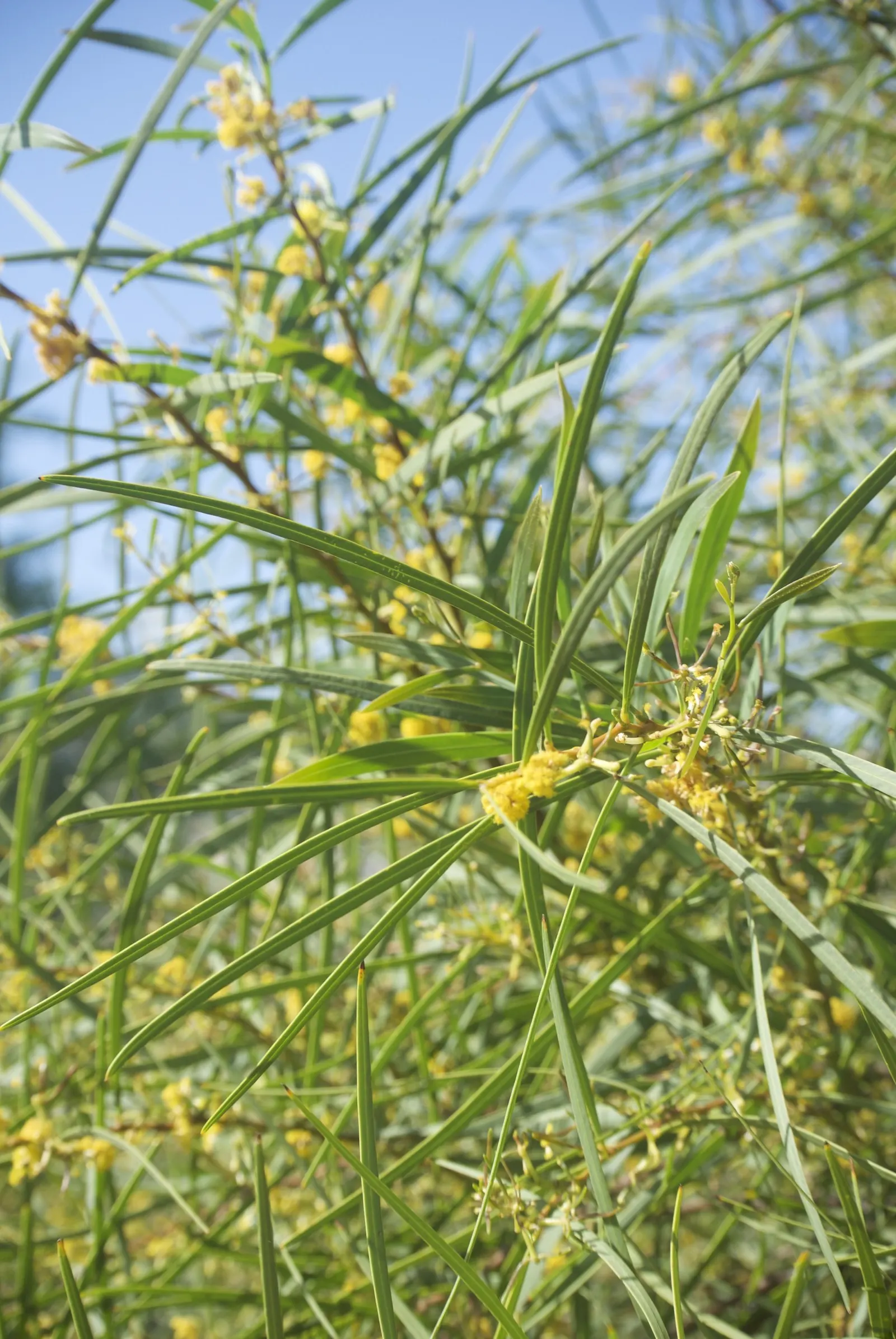 Golden Wattle (Acacia Longifolia) — the Golden Wattle requires a sunny location with well-draining soil; providing vibrant color when many other, image 55