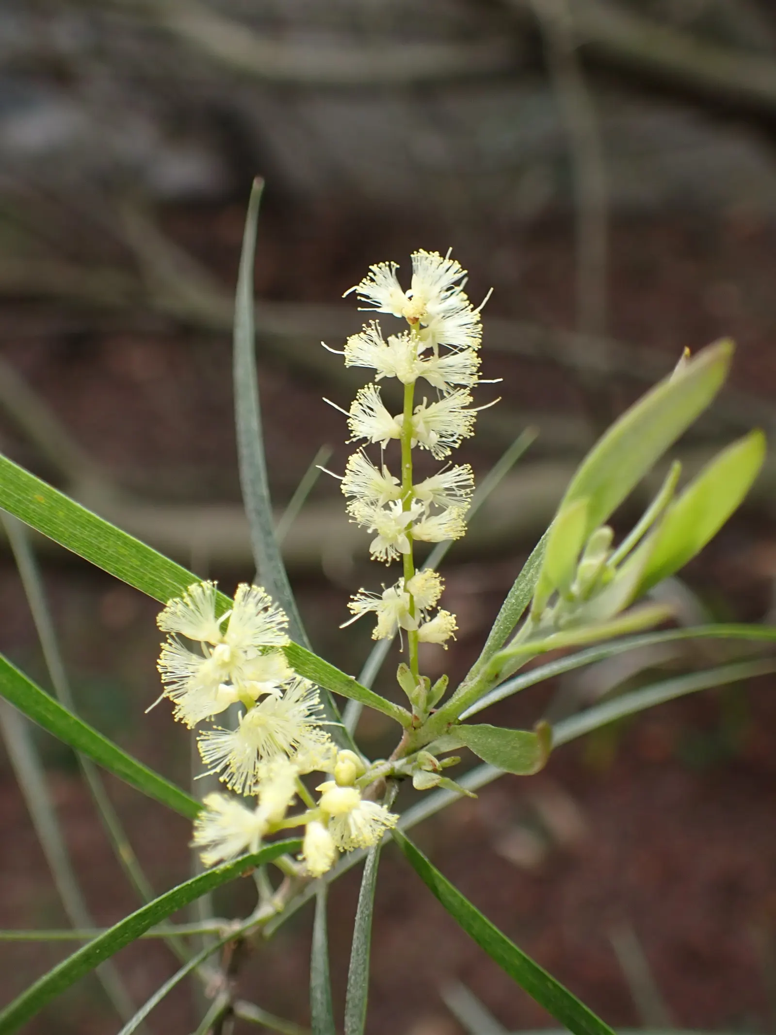 Golden Wattle (Acacia Longifolia) — It boasts fragrant, bright yellow, puffball-like flowers in spring; it can tolerate a variety of soil types as, image 72