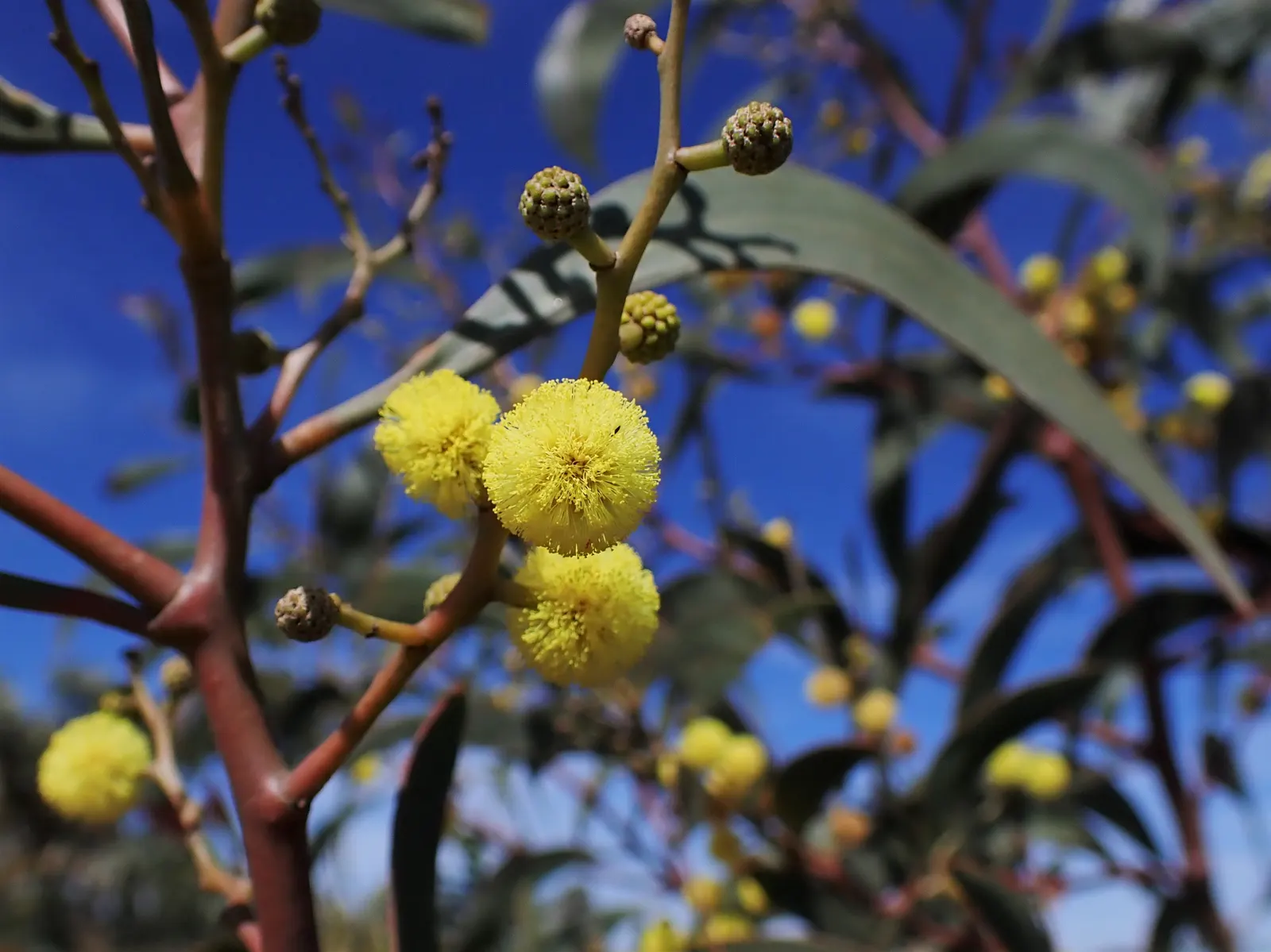 Golden Wattle (Acacia Longifolia) — Its long, narrow leaves add year-round interest; this vigorous plant can reach up to 20-30 feet tall and almost as wide