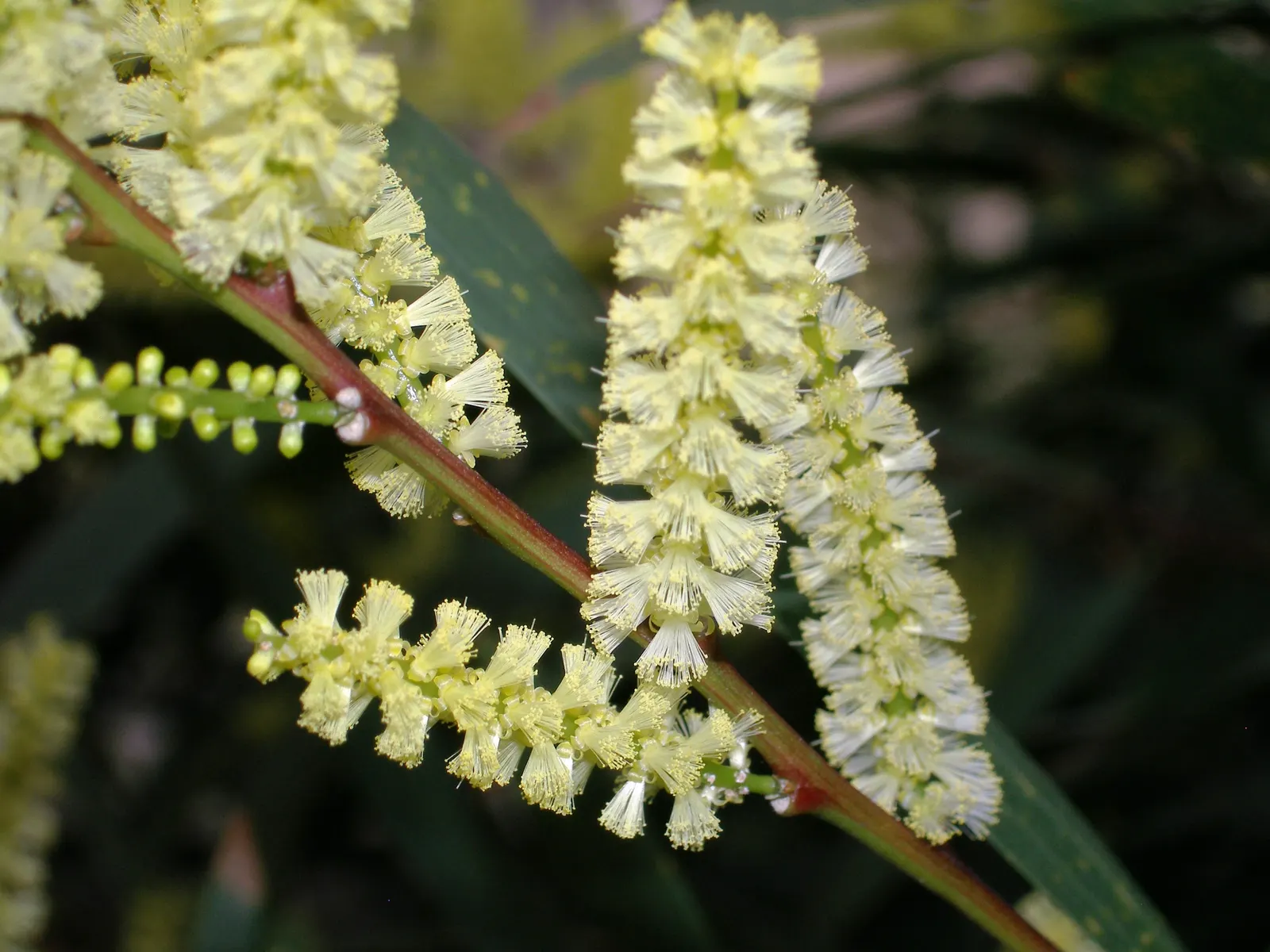 Golden Wattle (Acacia Longifolia) — the Golden Wattle requires minimal water; making it an excellent choice for water-wise landscapes or xeriscaping, image 62
