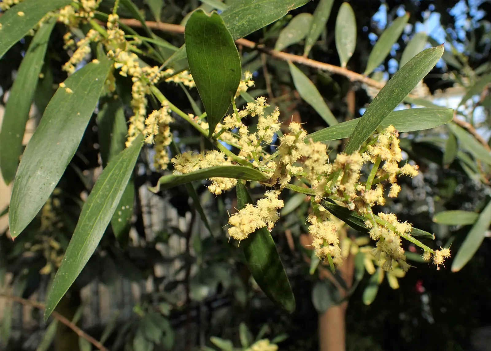 Golden Wattle (Acacia Longifolia) — Clients will appreciate its year-round interest and its contribution to a biodiverse garden ecosystem; shrub with yellow