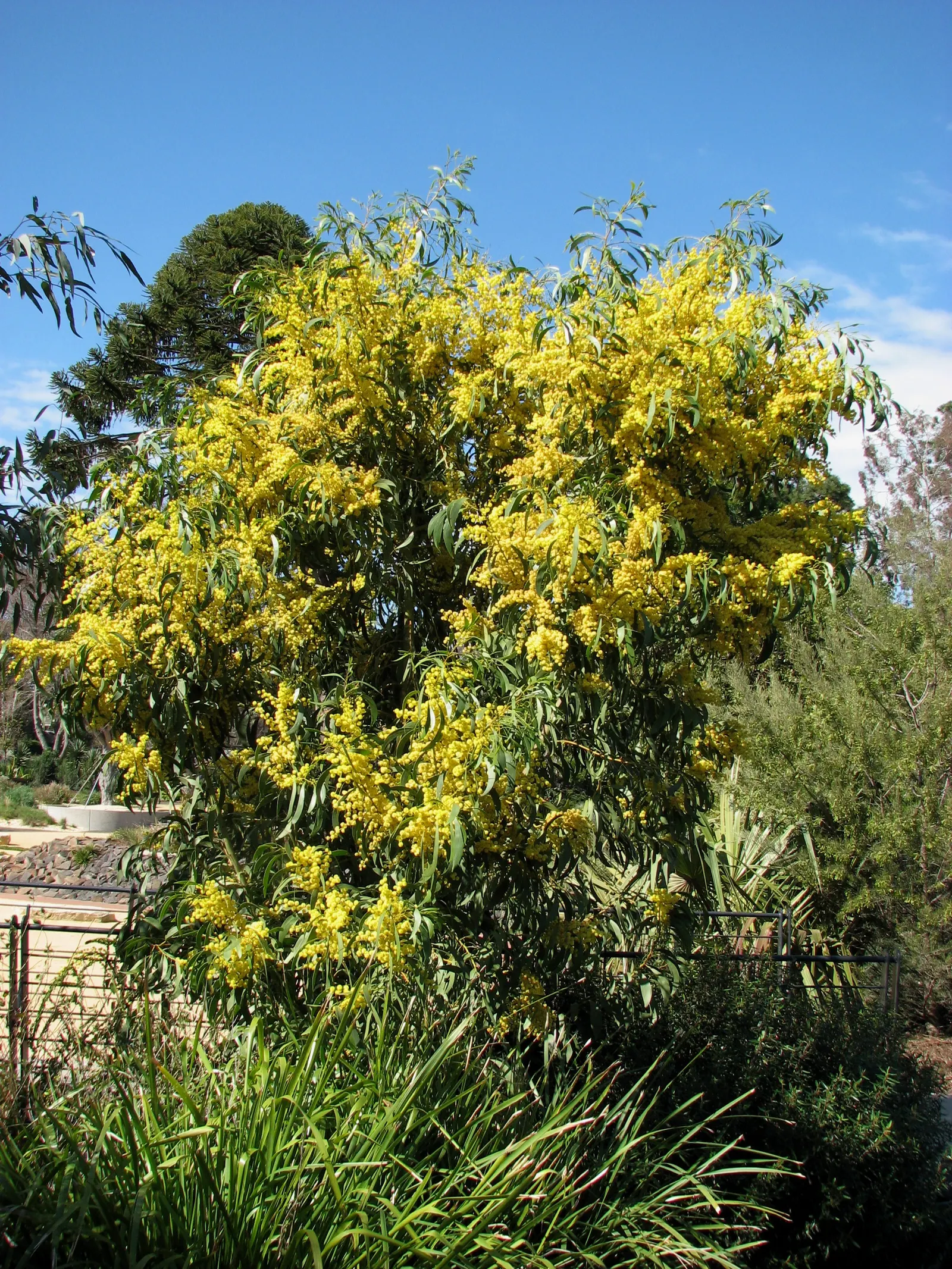 Golden Wattle (Acacia Longifolia) — It is relatively fast-growing and is known for its long