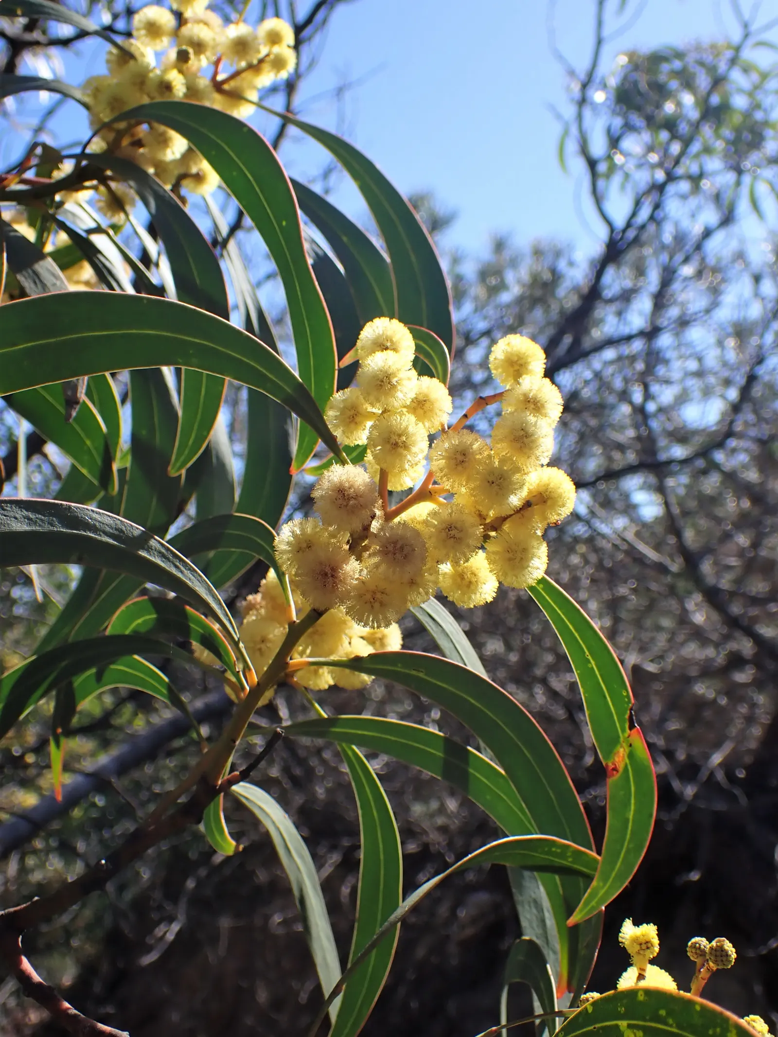 Golden Wattle (Acacia Longifolia) — Its long, narrow leaves add year-round interest; this vigorous plant can reach up to 20-30 feet tall and almost, image 119