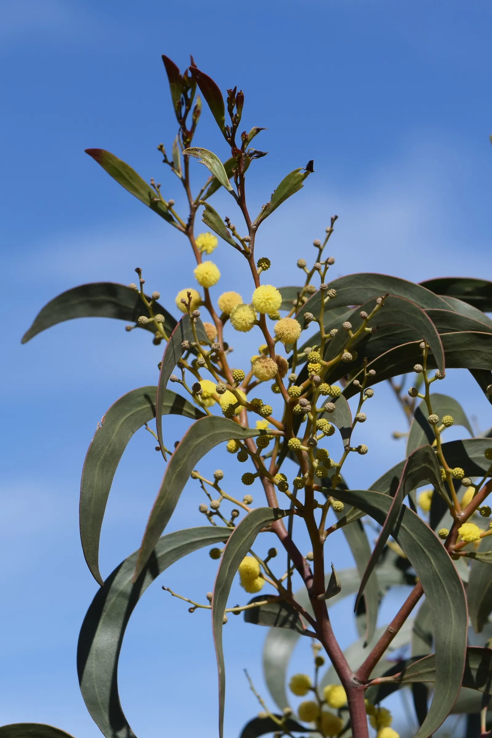 Golden Wattle (Acacia Longifolia) — providing vibrant color when many other plants are dormant; it boasts fragrant, bright yellow, puffball-like, image 106