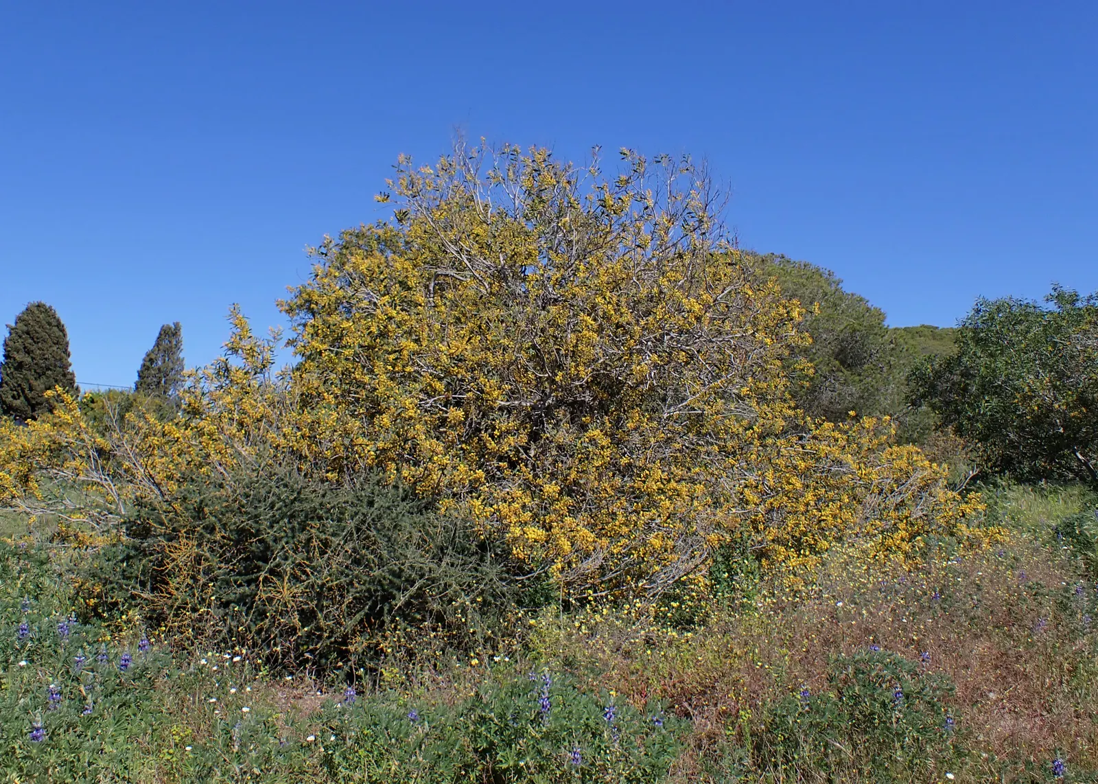 Golden Wattle (Acacia Longifolia) — providing vibrant color when many other plants are dormant; it boasts fragrant, bright yellow, puffball-like, image 60