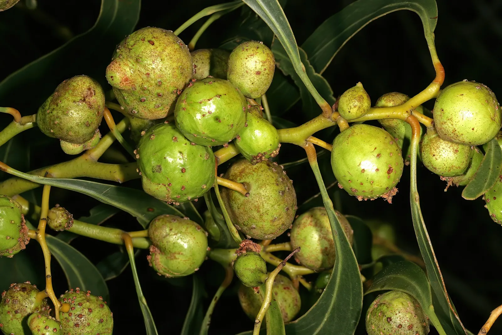 Golden Wattle (Acacia Longifolia) — slender phyllodes (leaf-like structures) that measure around 4 to 8 inches in length