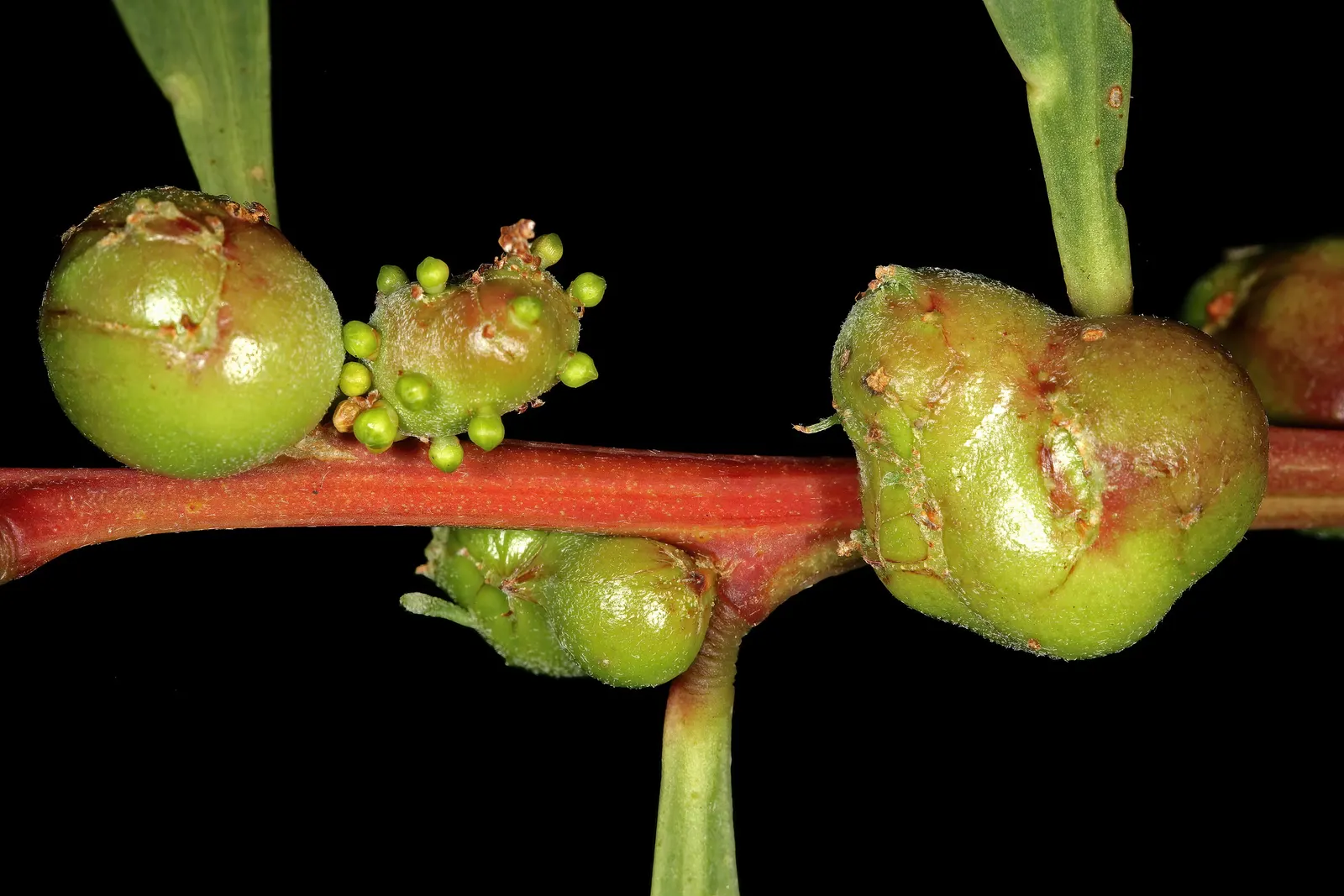 Golden Wattle (Acacia Longifolia) — Its long, narrow leaves add year-round interest; this vigorous plant can reach up to 20-30 feet tall and almost, image 73