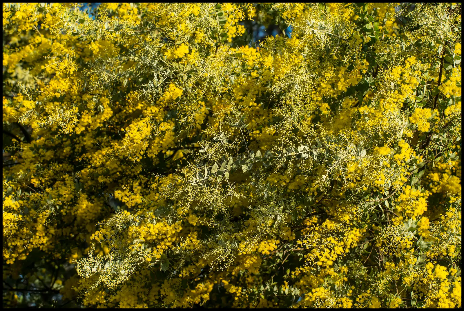 Golden Wattle (Acacia Longifolia) — providing vibrant color when many other plants are dormant