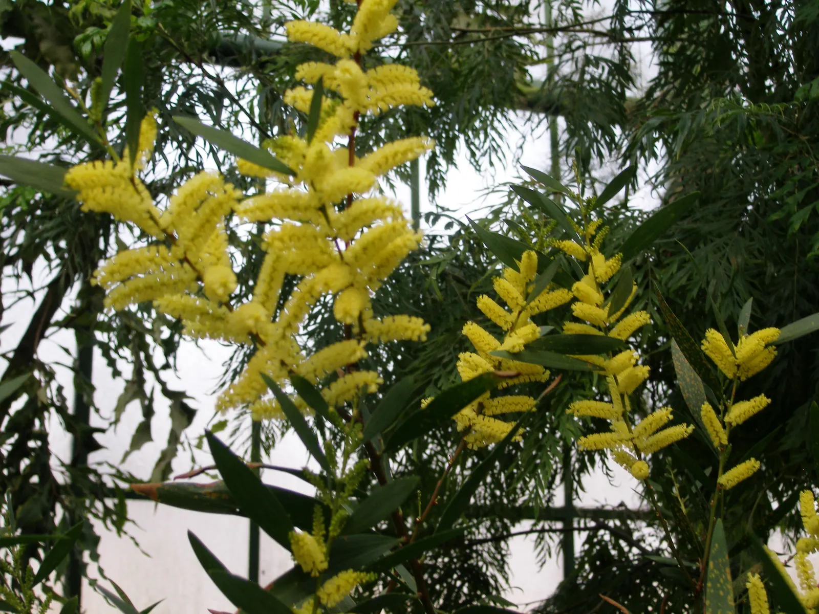 Golden Wattle (Acacia Longifolia) — Its long, narrow leaves add year-round interest; this vigorous plant can reach up to 20-30 feet tall and almost, image 50