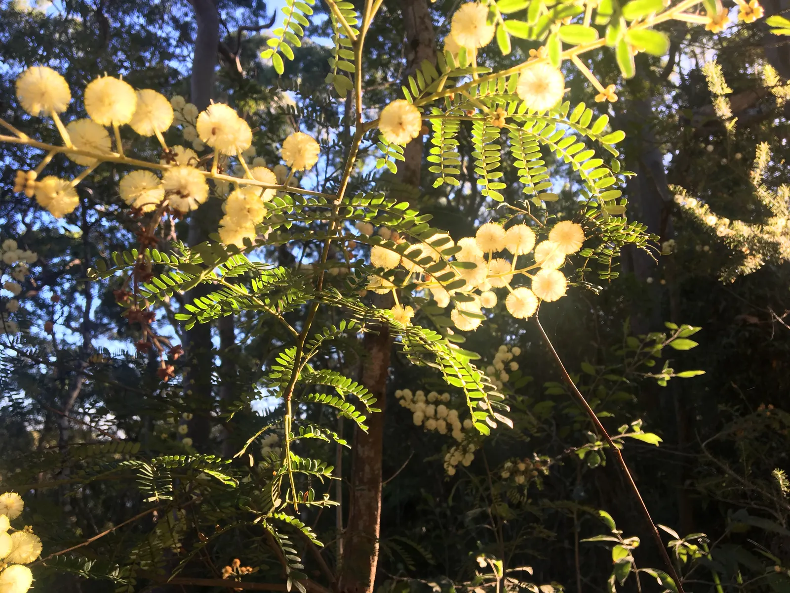 Golden Wattle (Acacia Longifolia) — shrub with yellow blooms; the phyllodes are a soft green