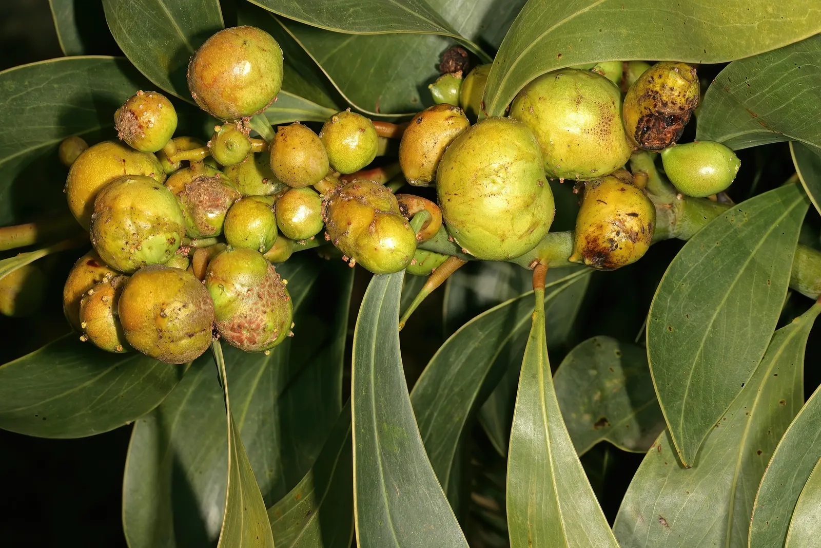 Golden Wattle (Acacia Longifolia) — shrub for full or half; clients will appreciate its year-round interest and its contribution to a biodiverse, image 69
