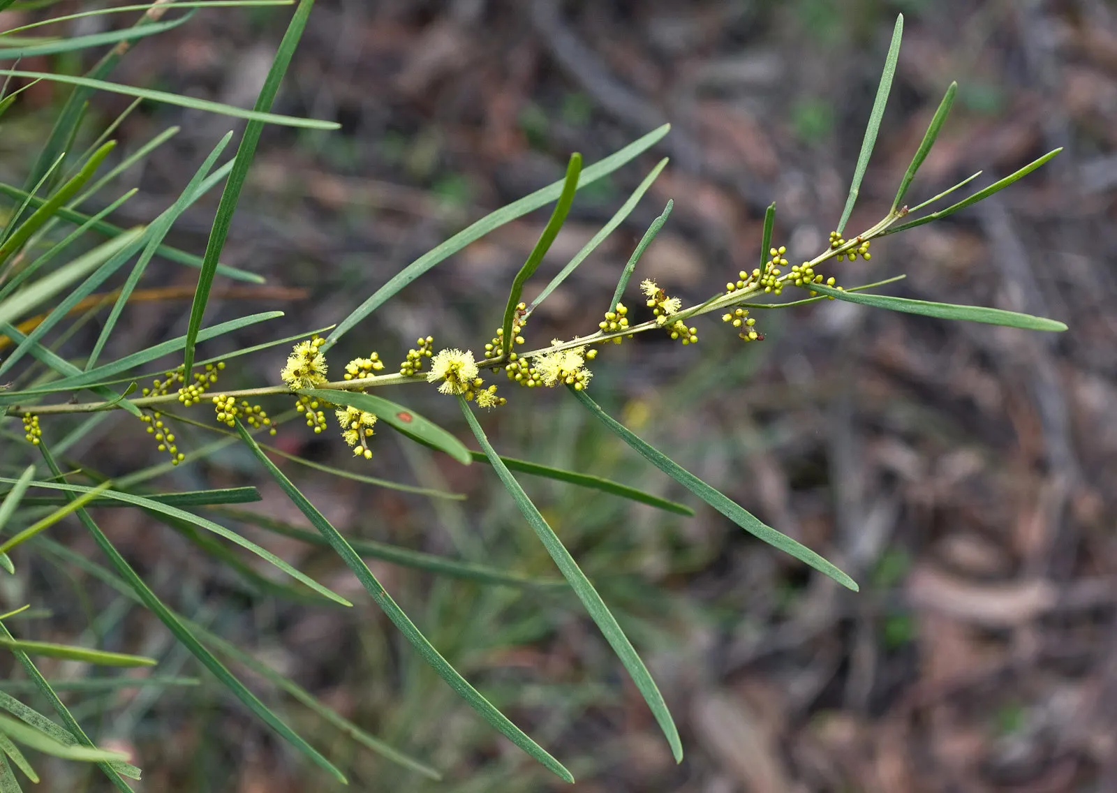 Golden Wattle (Acacia Longifolia) — the Golden Wattle requires a sunny location with well-draining soil