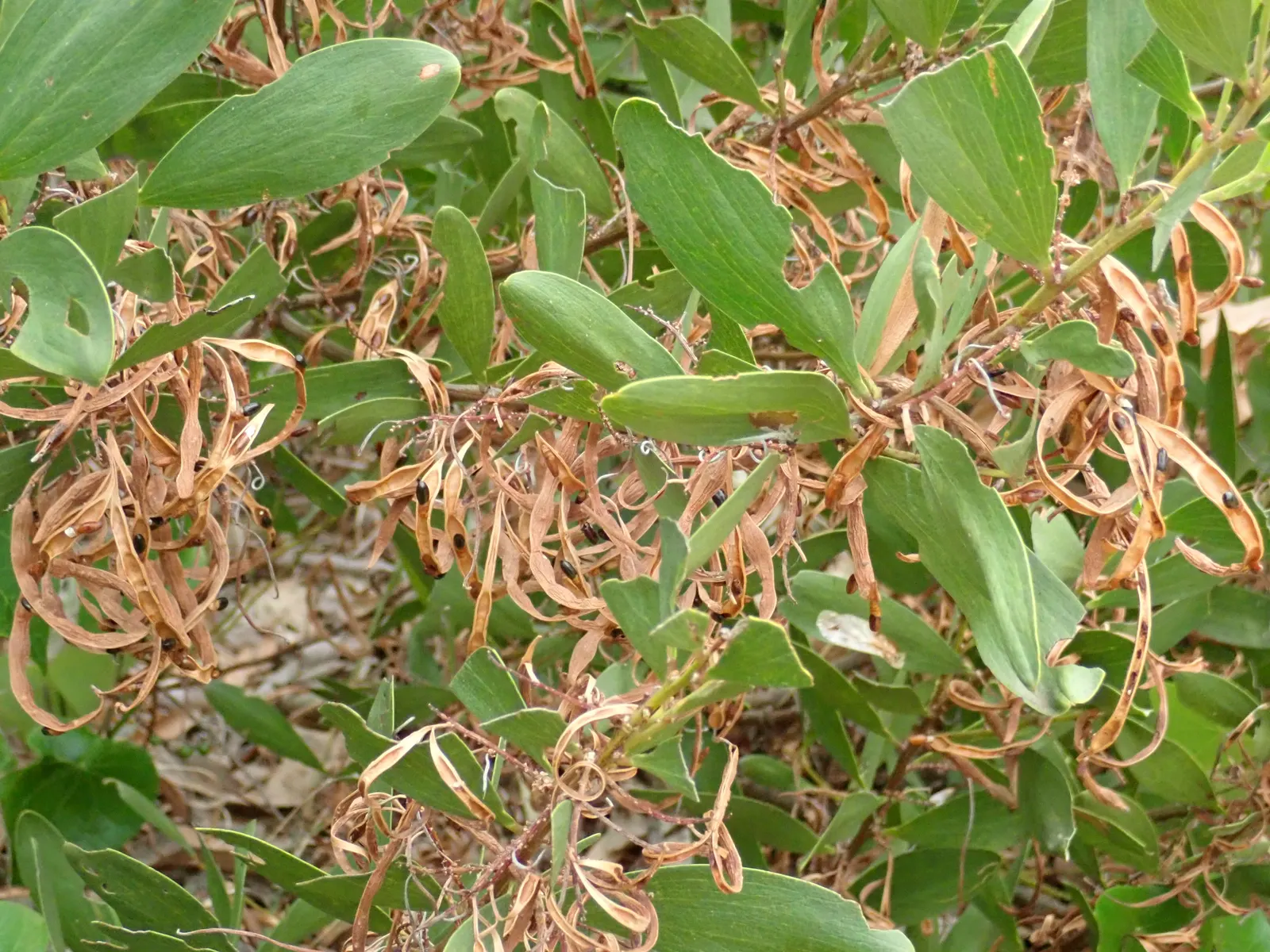 Golden Wattle (Acacia Longifolia) — making it an excellent choice for water-wise landscapes or xeriscaping