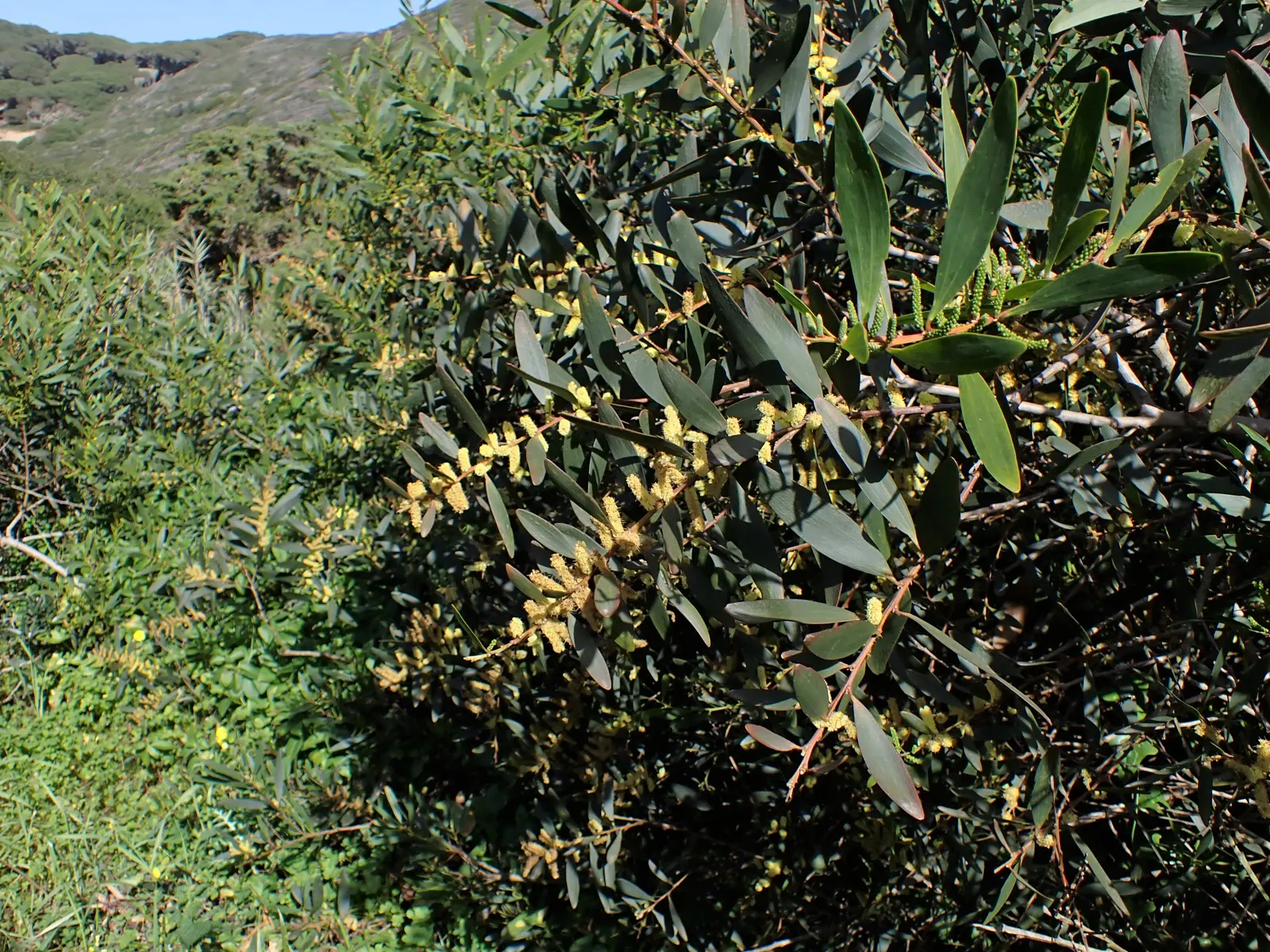 Golden Wattle (Acacia Longifolia) — Each ball-shaped inflorescence boasts numerous petite flowers; it is relatively fast-growing and is known for, image 84