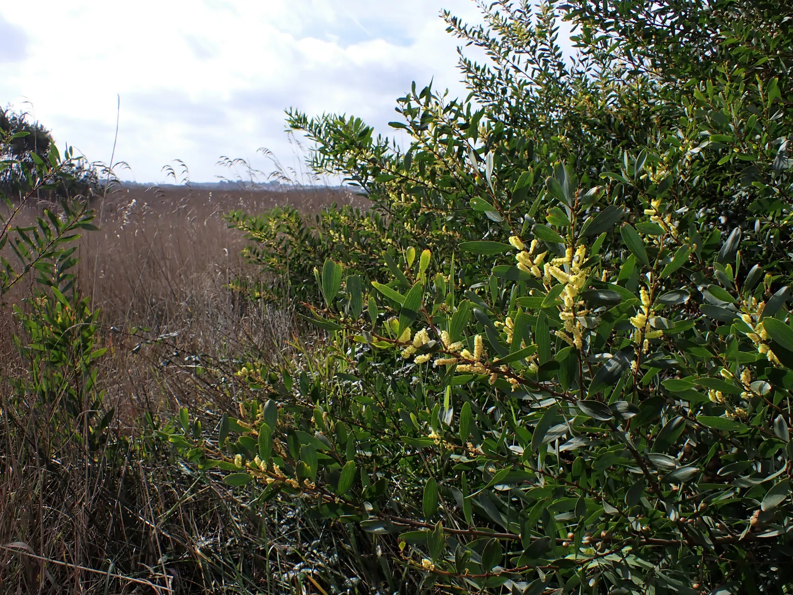 Golden Wattle (Acacia Longifolia) — It can tolerate a variety of soil types as long as they are free-draining