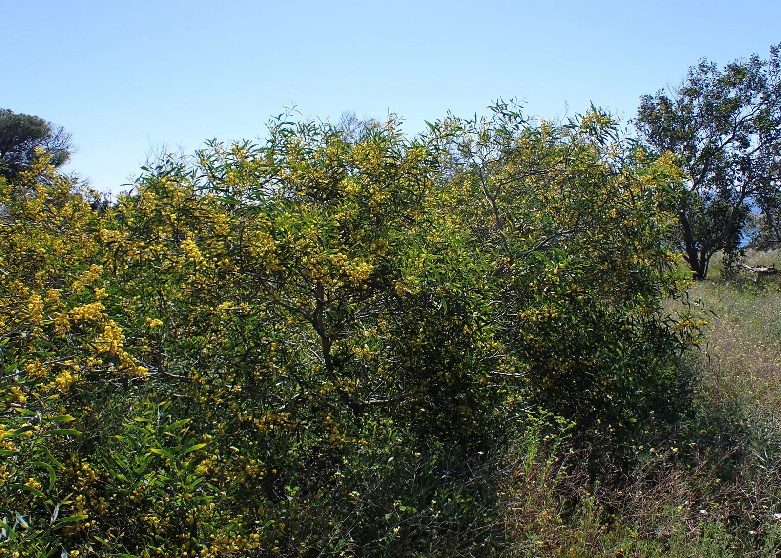 Golden Wattle (Acacia Longifolia) — It boasts fragrant, bright yellow, puffball-like flowers in spring; it can tolerate a variety of soil types as, image 49