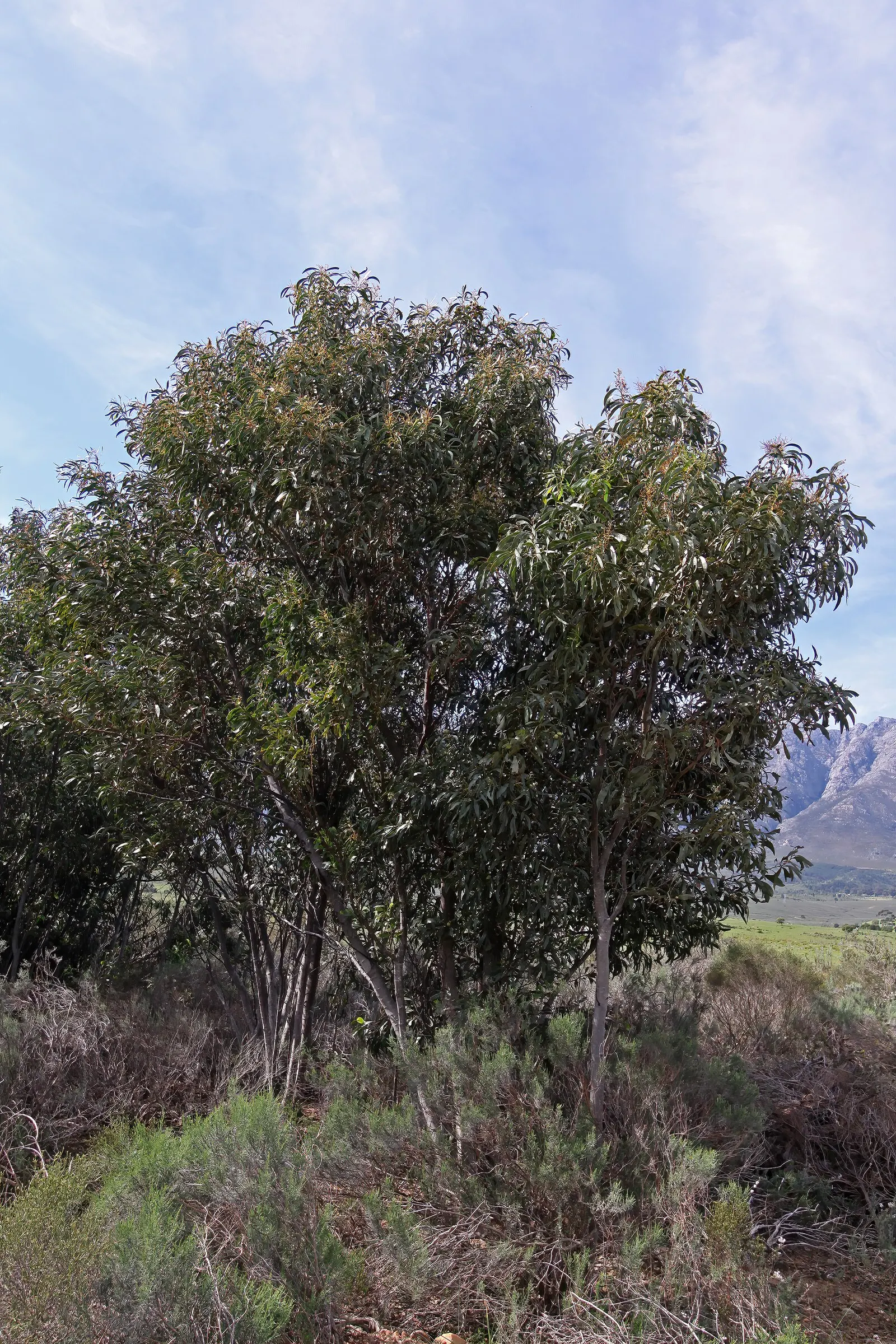 Golden Wattle (Acacia Longifolia) — providing vibrant color when many other plants are dormant; it boasts fragrant, bright yellow, puffball-like, image 83