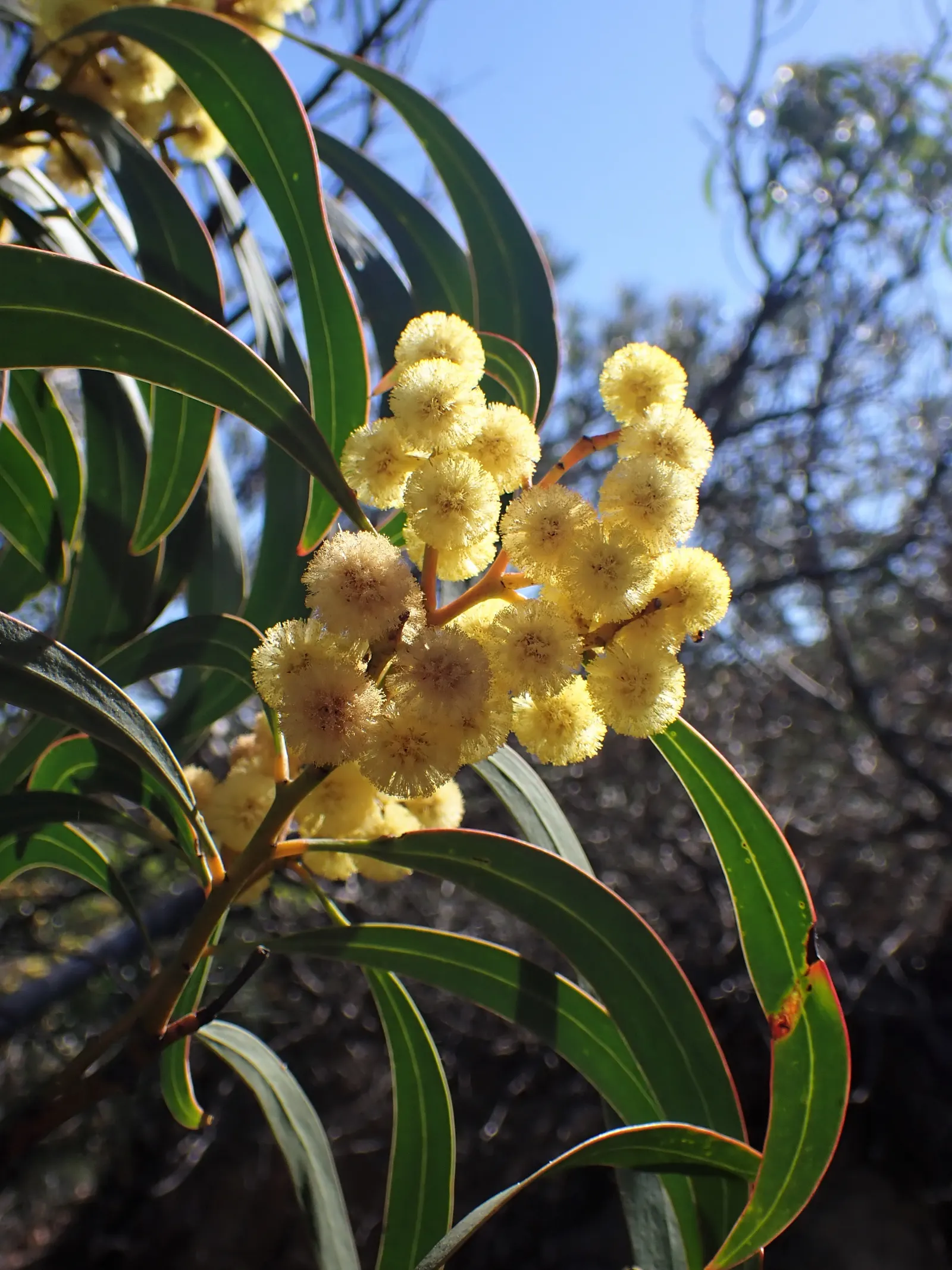 Golden Wattle (Acacia Longifolia) — shrub with yellow blooms; the phyllodes are a soft green, image 114