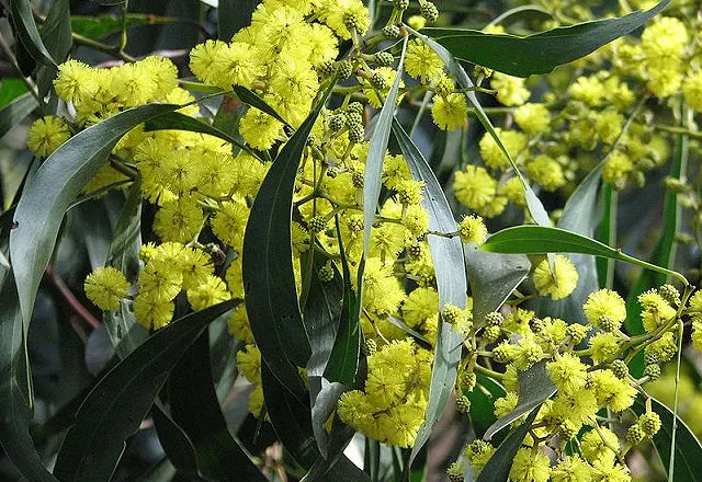 Golden Wattle (Acacia Longifolia) — Golden Wattle (Acacia longifolia) is an evergreen shrub, ideal for warm, sunny spots; its long, narrow leaves, image 70