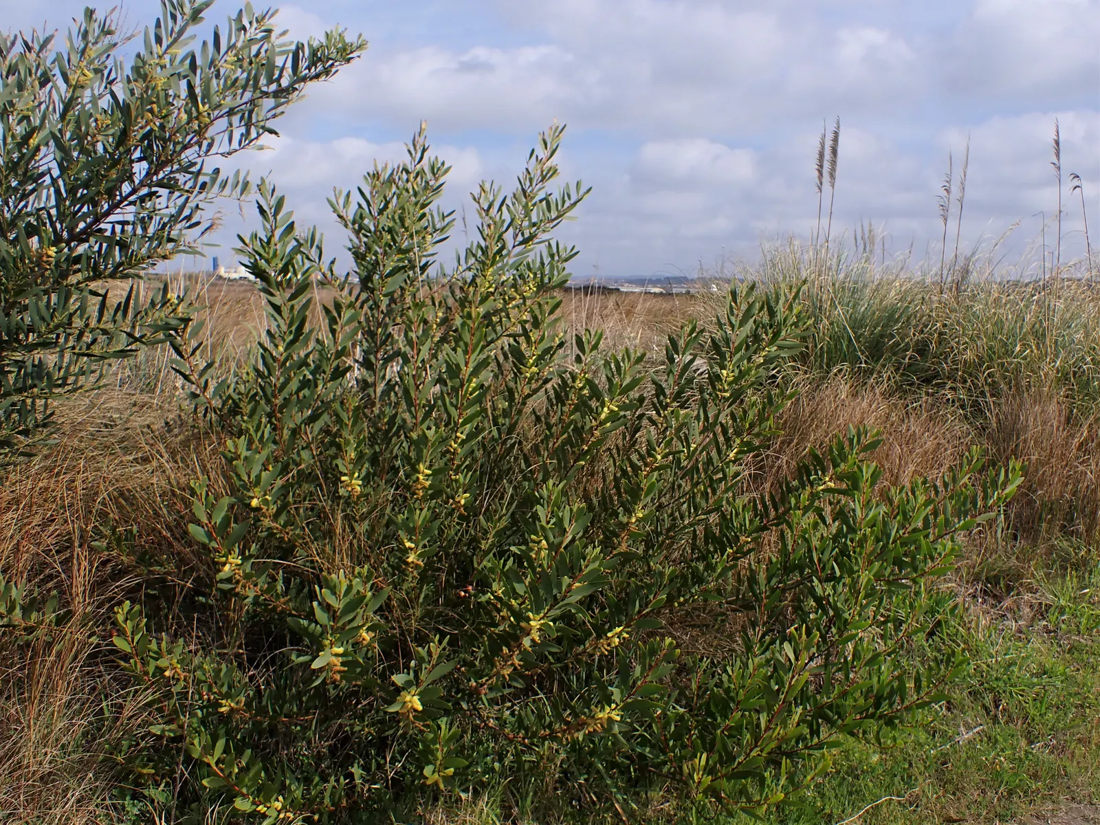 Golden Wattle (Acacia Longifolia) — the Golden Wattle requires a sunny location with well-draining soil; providing vibrant color when many other, image 78
