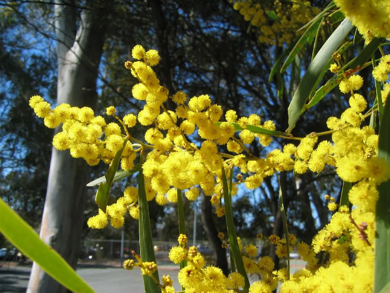 Golden Wattle (Acacia Longifolia) — yellow flowers in the garden; drought tolerant once established, image 67