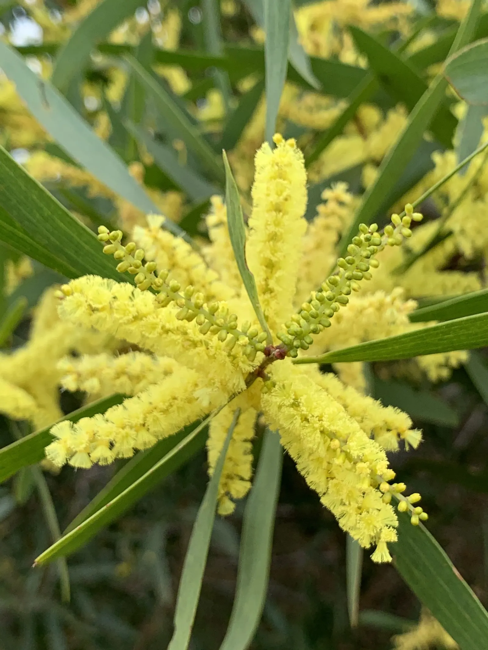 Golden Wattle (Acacia Longifolia) — and it thrives in USDA hardiness zones 9 through 11.<br><br>For gardeners or designers; each ball-shaped, image 65