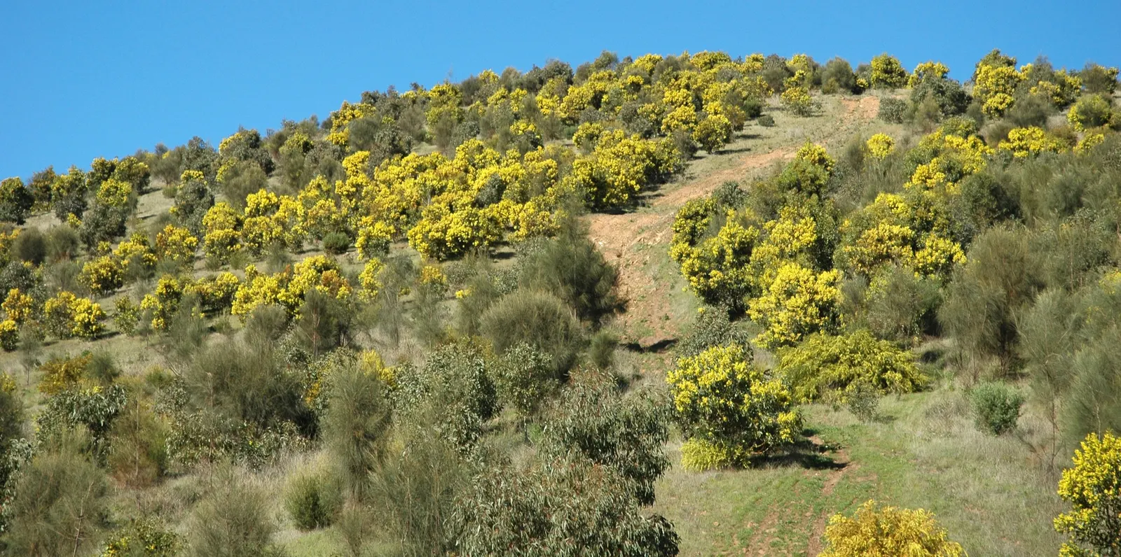 Golden Wattle (Acacia Longifolia) — shrub for full or half; clients will appreciate its year-round interest and its contribution to a biodiverse, image 115