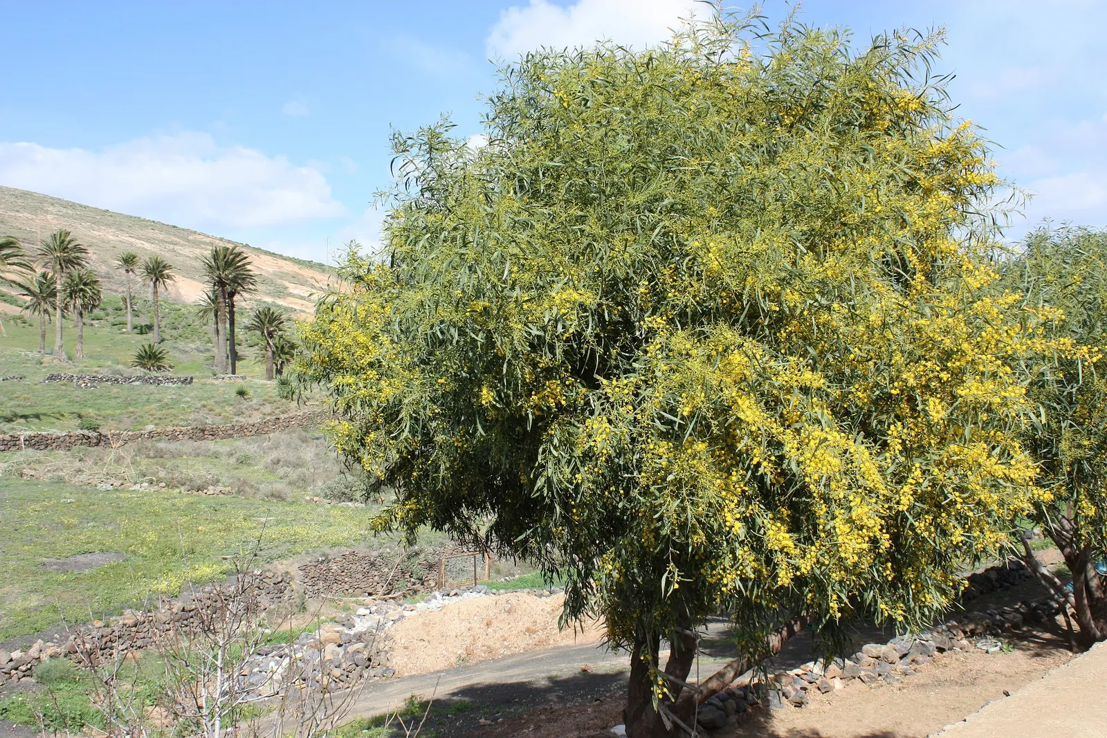 Golden Wattle (Acacia Longifolia) — Clients will appreciate its year-round interest and its contribution to a biodiverse garden ecosystem; shrub, image 89
