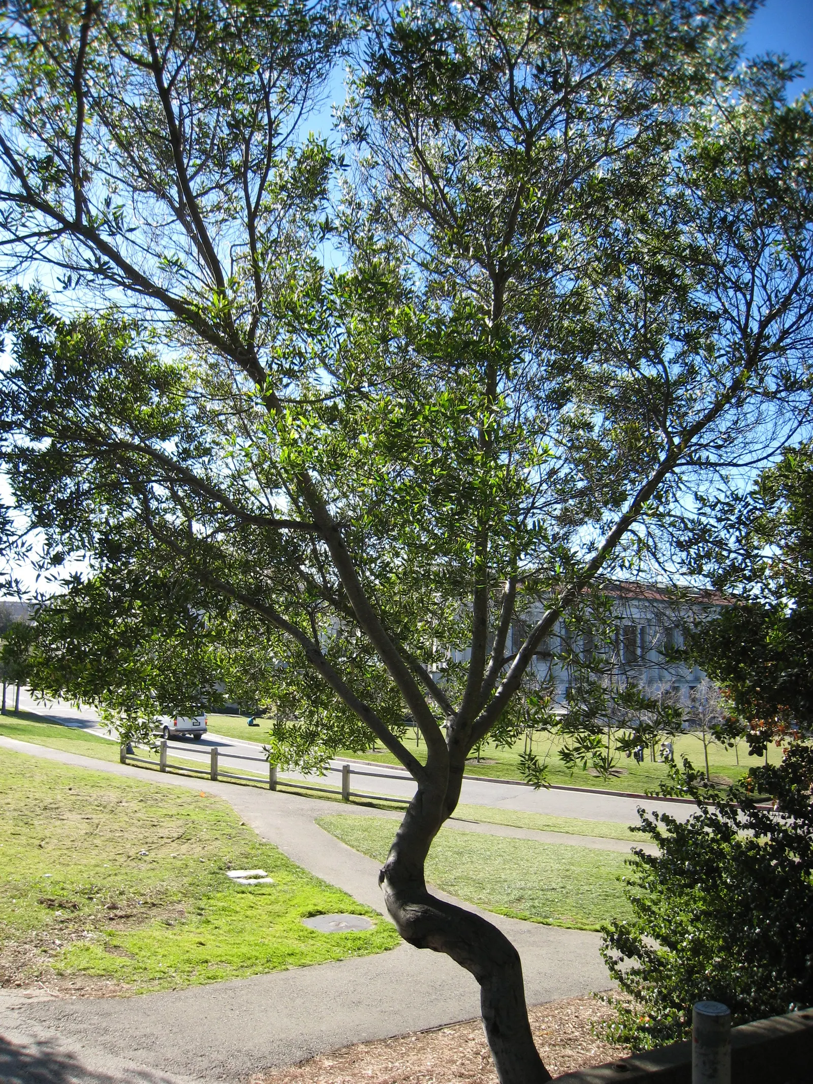 Golden Wattle (Acacia Longifolia) — Indigenous to southeastern Australia; it provides excellent erosion control and is a low-maintenance choice for, image 77