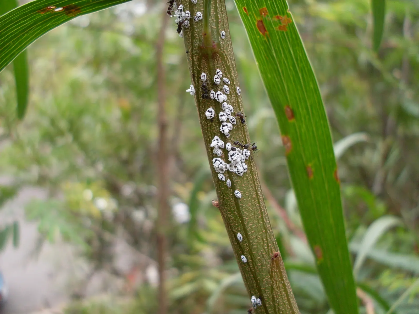 Golden Wattle (Acacia Longifolia) — Golden Wattle (Acacia longifolia) is an evergreen shrub, ideal for warm, sunny spots; its long, narrow leaves, image 93